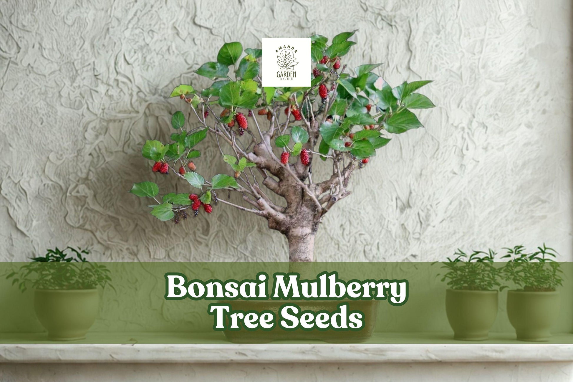 25 Bonsai Mulberry Tree Seeds – Black Mulberry (Morus nigra) – Easy Grow Miniature Fruit Tree for Bonsai and Indoor Decor