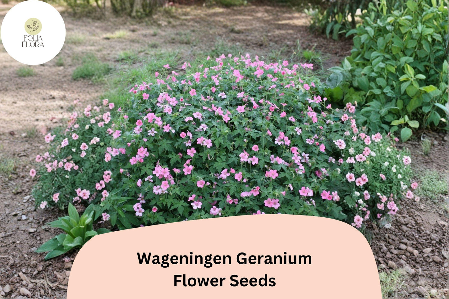 25+ Wageningen Geranium Seeds | Pink Cranesbill Perennial | Geranium 'Wageningen' for Garden Beds and Borders
