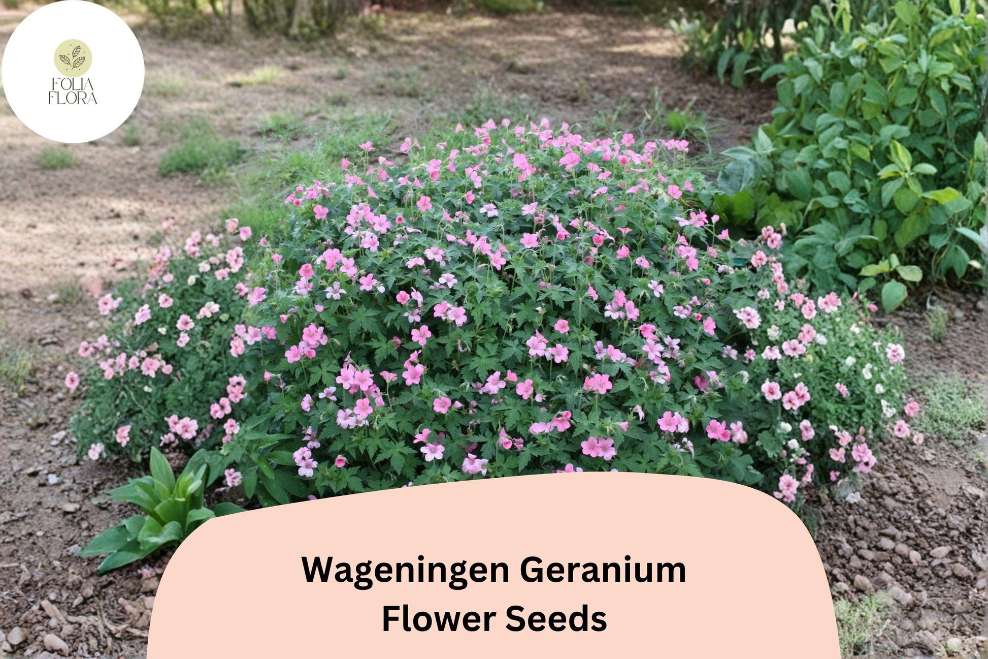 25+ Wageningen Geranium Seeds | Pink Cranesbill Perennial | Geranium 'Wageningen' for Garden Beds and Borders