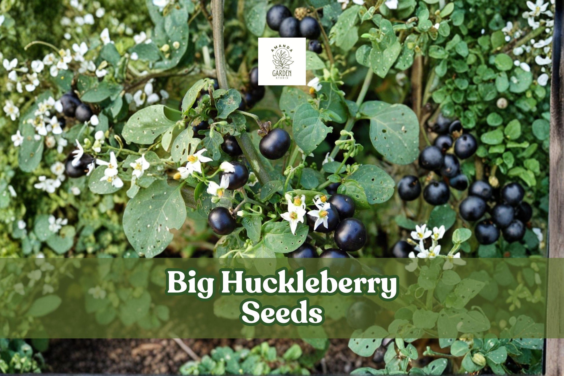 30 Big Huckleberry Seeds | Vaccinium membranaceum | Hardy Wild Berry Shrub | Perennial Fruit Plant for Gardens & Wildlife