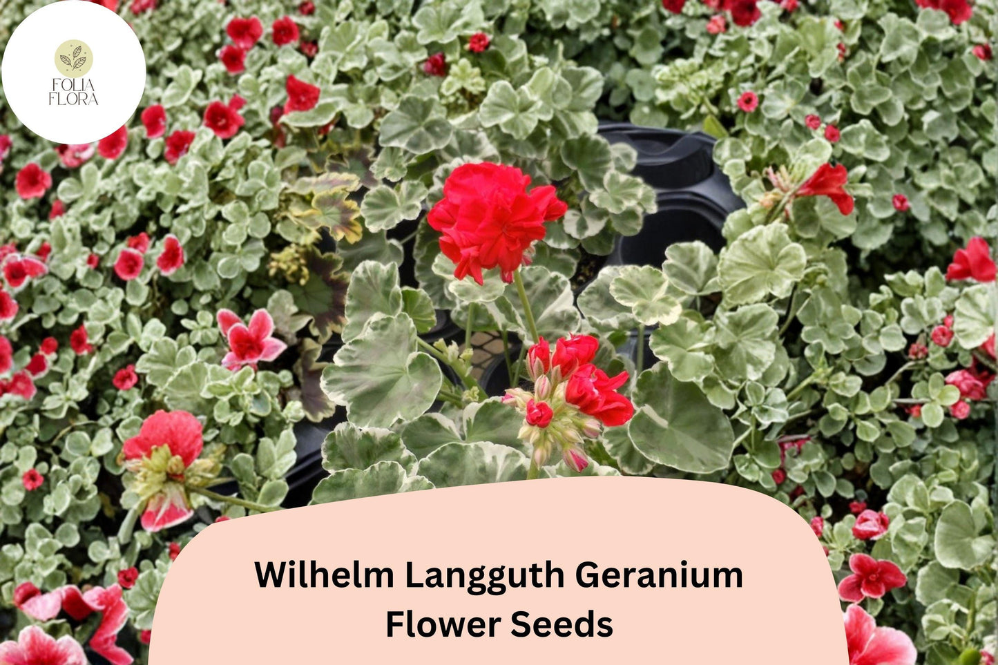 25+ Geranium Seeds | Variegated Leaf Zonal Geranium | Red Blooms | Pelargonium × hortorum | Wilhelm Langguth Variety
