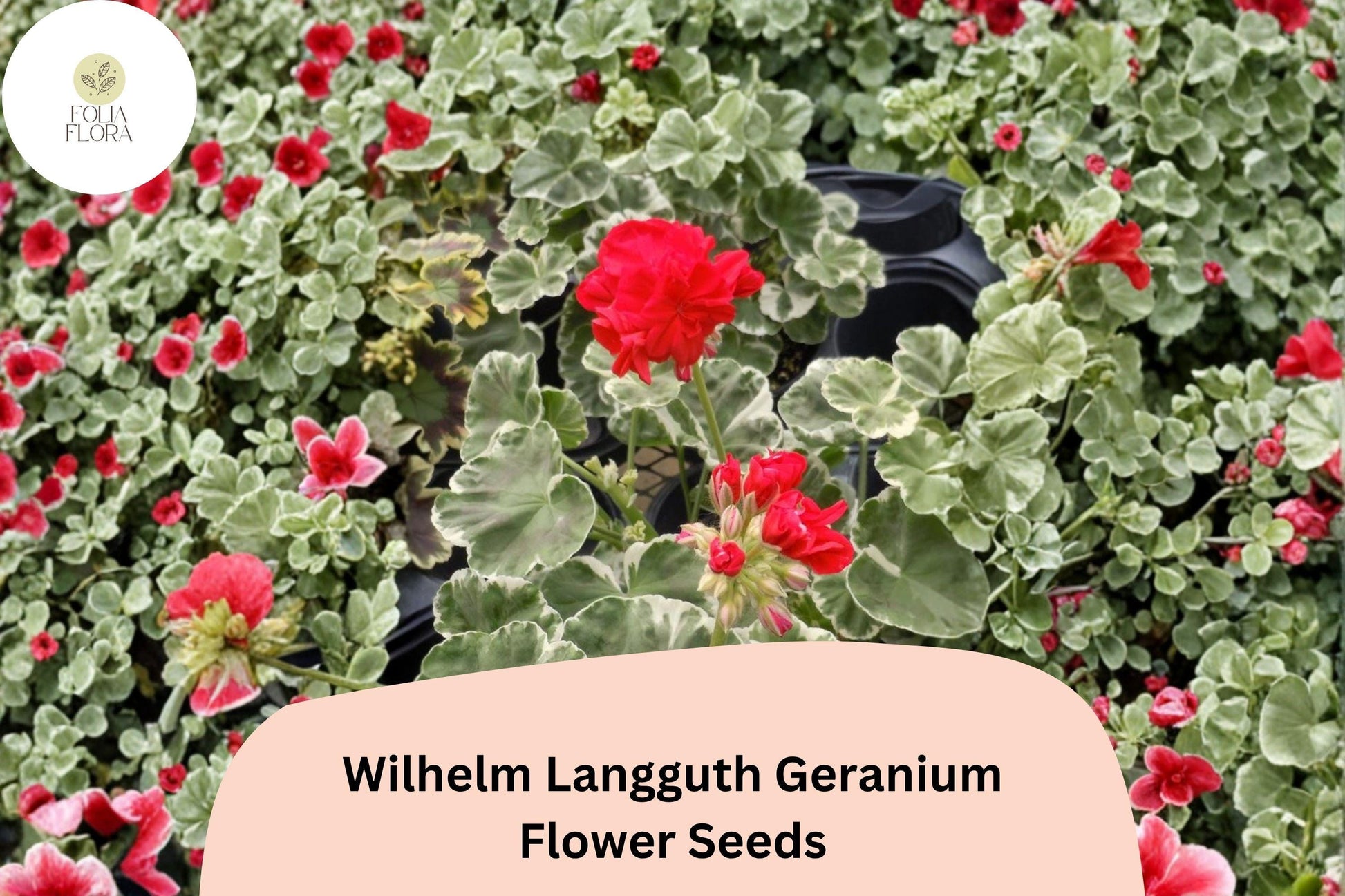 25+ Geranium Seeds | Variegated Leaf Zonal Geranium | Red Blooms | Pelargonium × hortorum | Wilhelm Langguth Variety