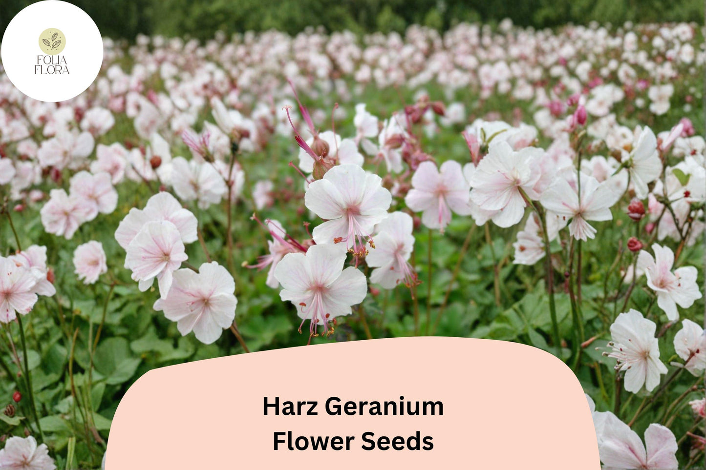 25+ Harz Geranium Seeds | White Cranesbill Perennial | Geranium ‘Harz’ | Hardy Garden Flower for Borders and Cottage Gardens