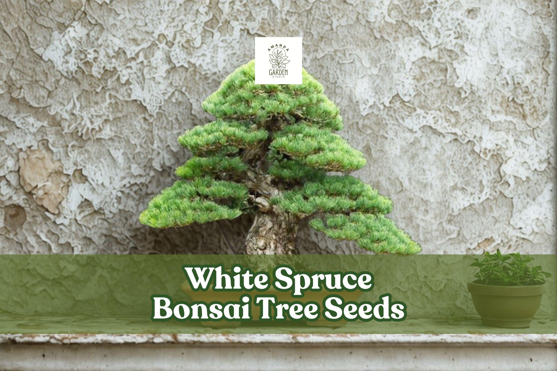 White Spruce Bonsai Seeds | 20+ Picea Glauca | Evergreen Conifer | Hardy, Compact Growth for Bonsai & Gardens