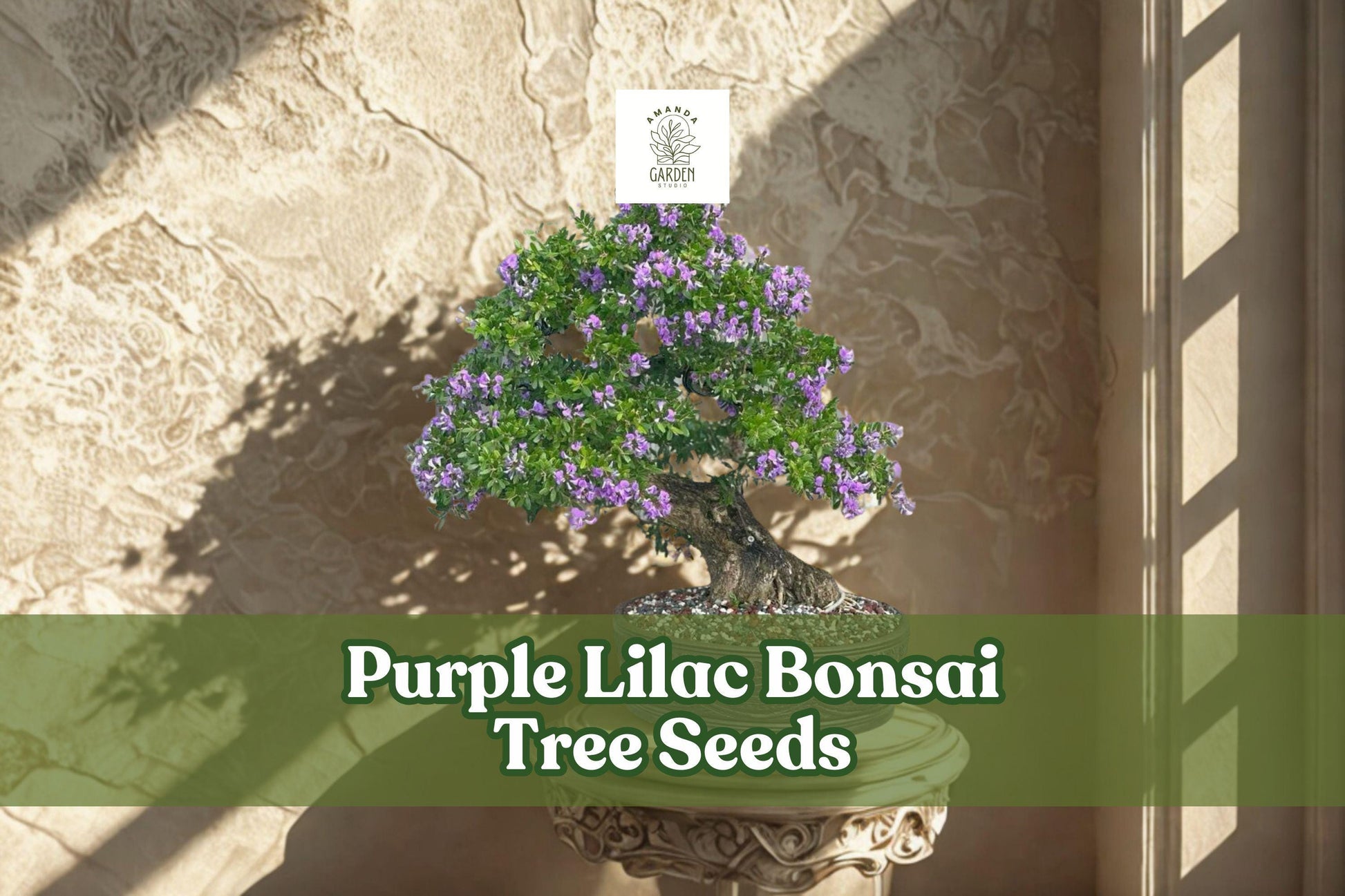 Purple Lilac Bonsai Tree Seeds | 30+ Fragrant Syringa vulgaris Seeds for Ornamental Miniature Trees