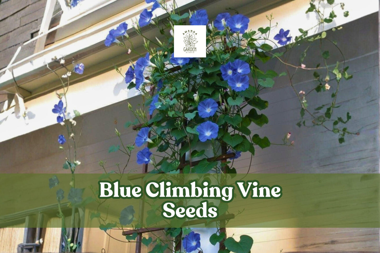 Blue Climbing Vine Seeds (50) | Fast Growing Flowering Vine | Vivid Blue Blossoms | Vining Ornamental Species