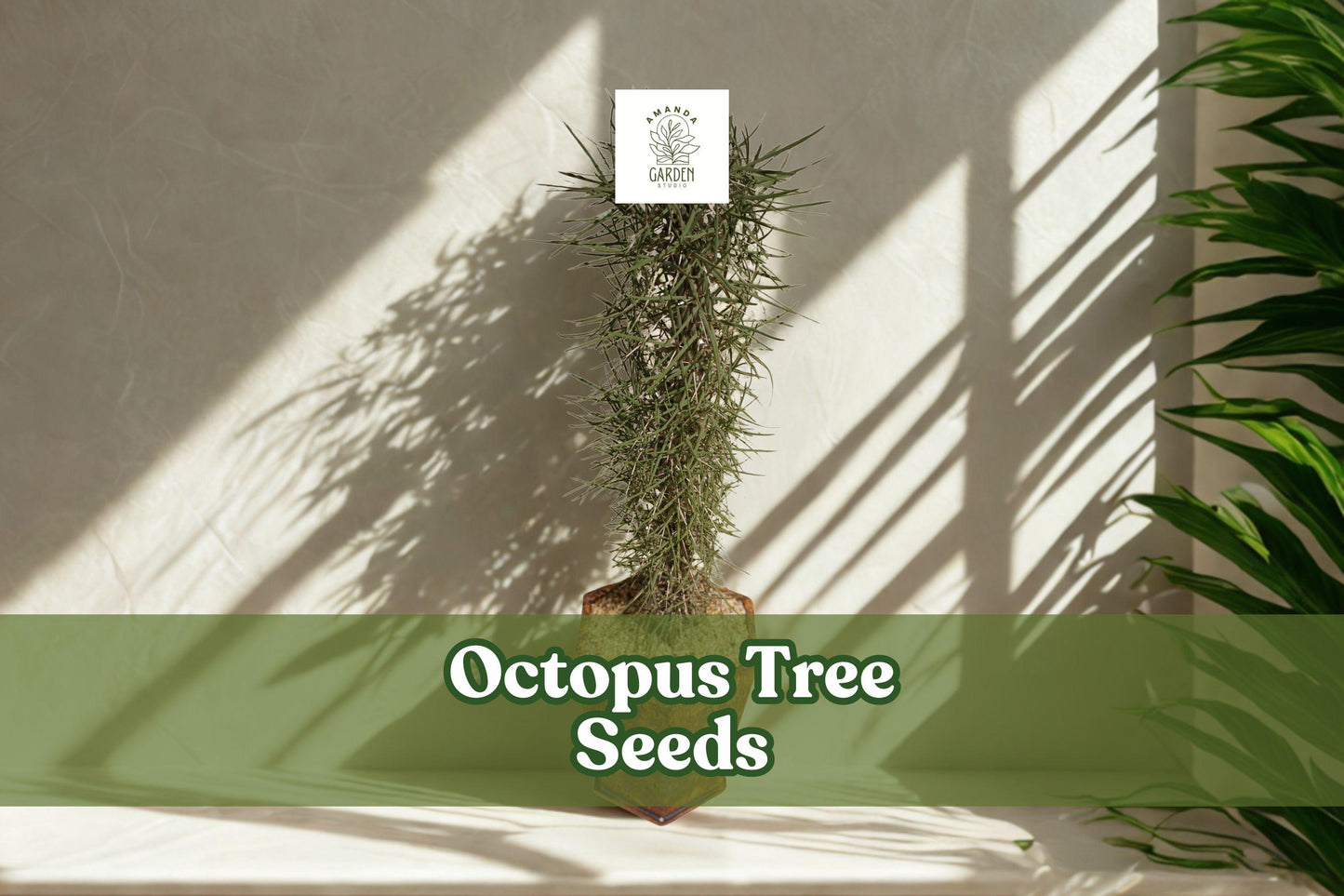 Octopus Tree Seeds - 5 Rare Seeds Didierea madagascariensis - Exotic Desert Succulent - Unique Collector Plant for Bonsai