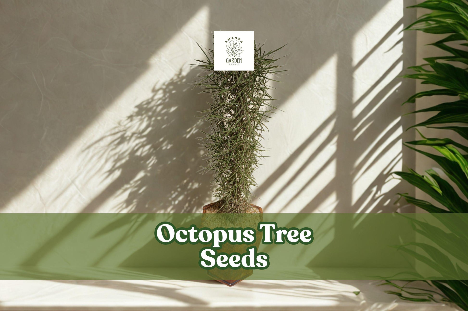Octopus Tree Seeds - 5 Rare Seeds Didierea madagascariensis - Exotic Desert Succulent - Unique Collector Plant for Bonsai