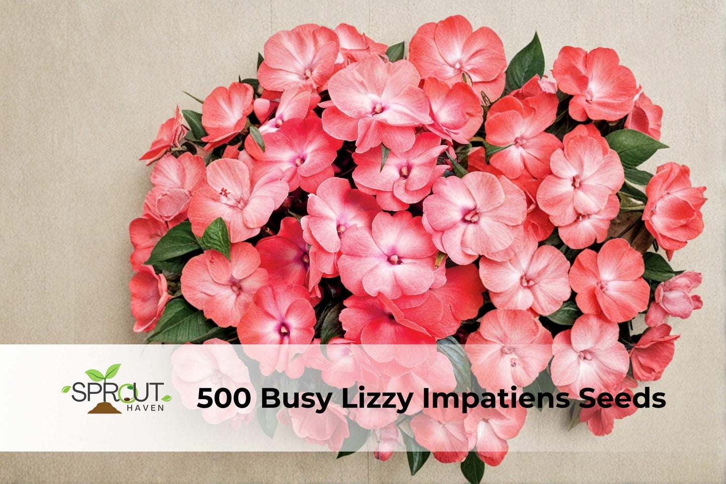 500 Busy Lizzy Impatiens Seeds - Rose Star Variety (Impatiens walleriana) - Vibrant Pink Annual Flower Seeds for Gardens