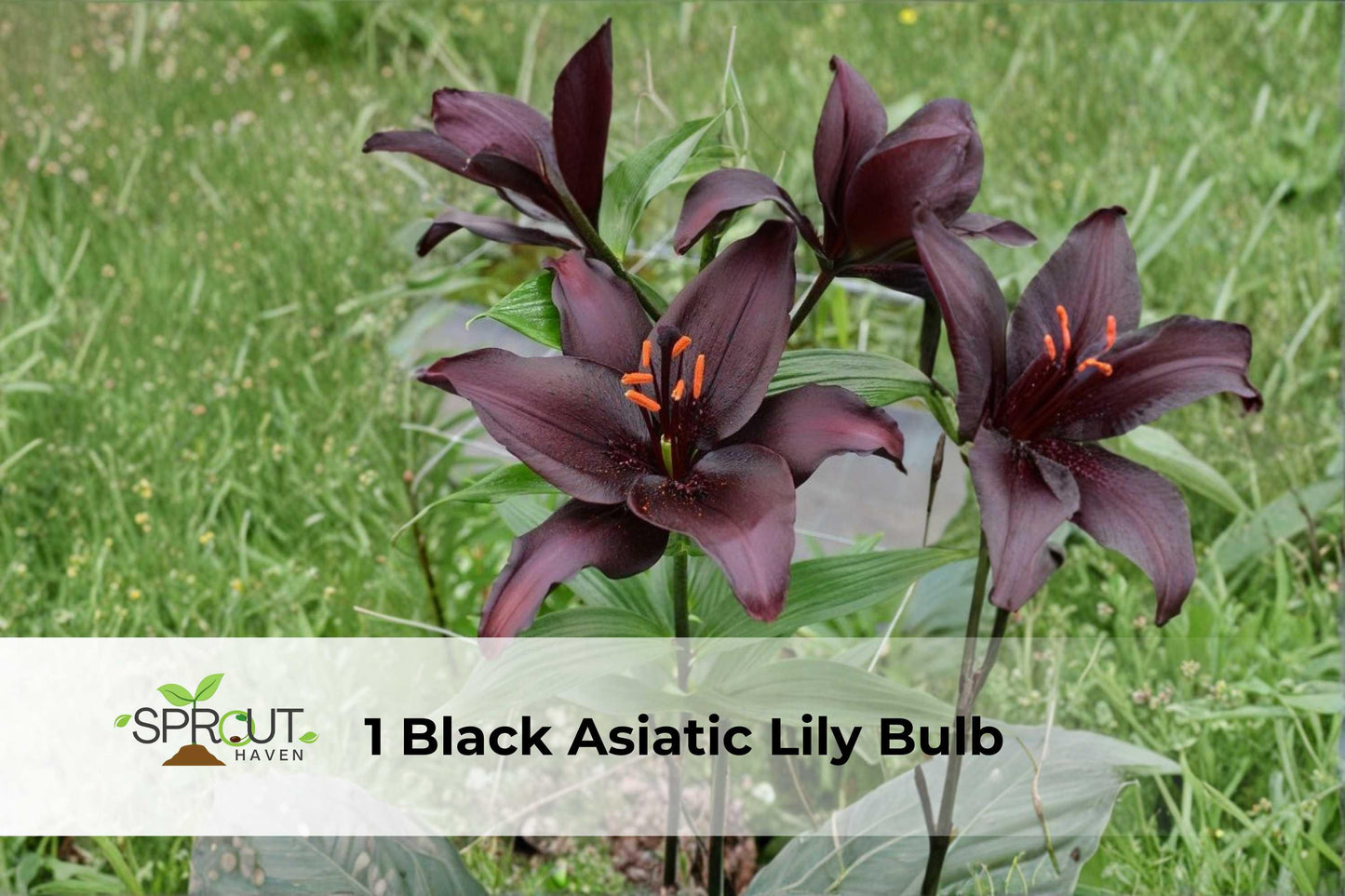 Black Asiatic Lily Bulb - Deep Maroon Perennial Flower (Lilium hybrid) - Hardy, Easy to Grow, Ideal for Garden Borders