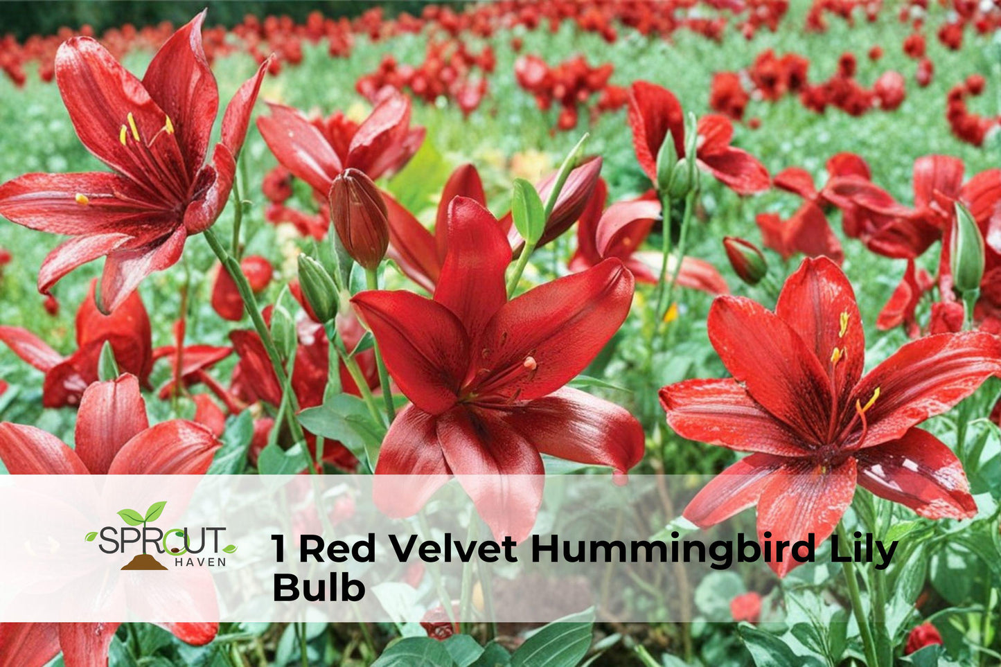 Red Velvet Hummingbird Lily Bulb | 1 Bulb | Lycoris radiata | Hardy Perennial with Vibrant Red Blooms