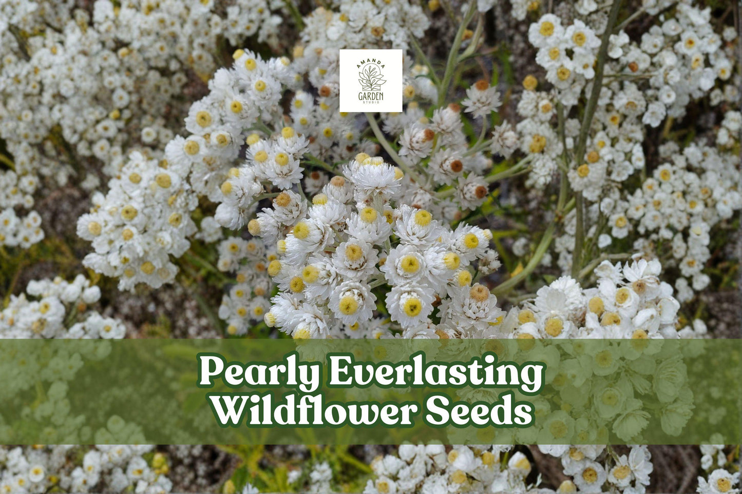 Pearly Everlasting Seeds - 40 Drought-Tolerant Perennial Wildflower Seeds, Anaphalis margaritacea, White Blooms for Pollinator Gardens