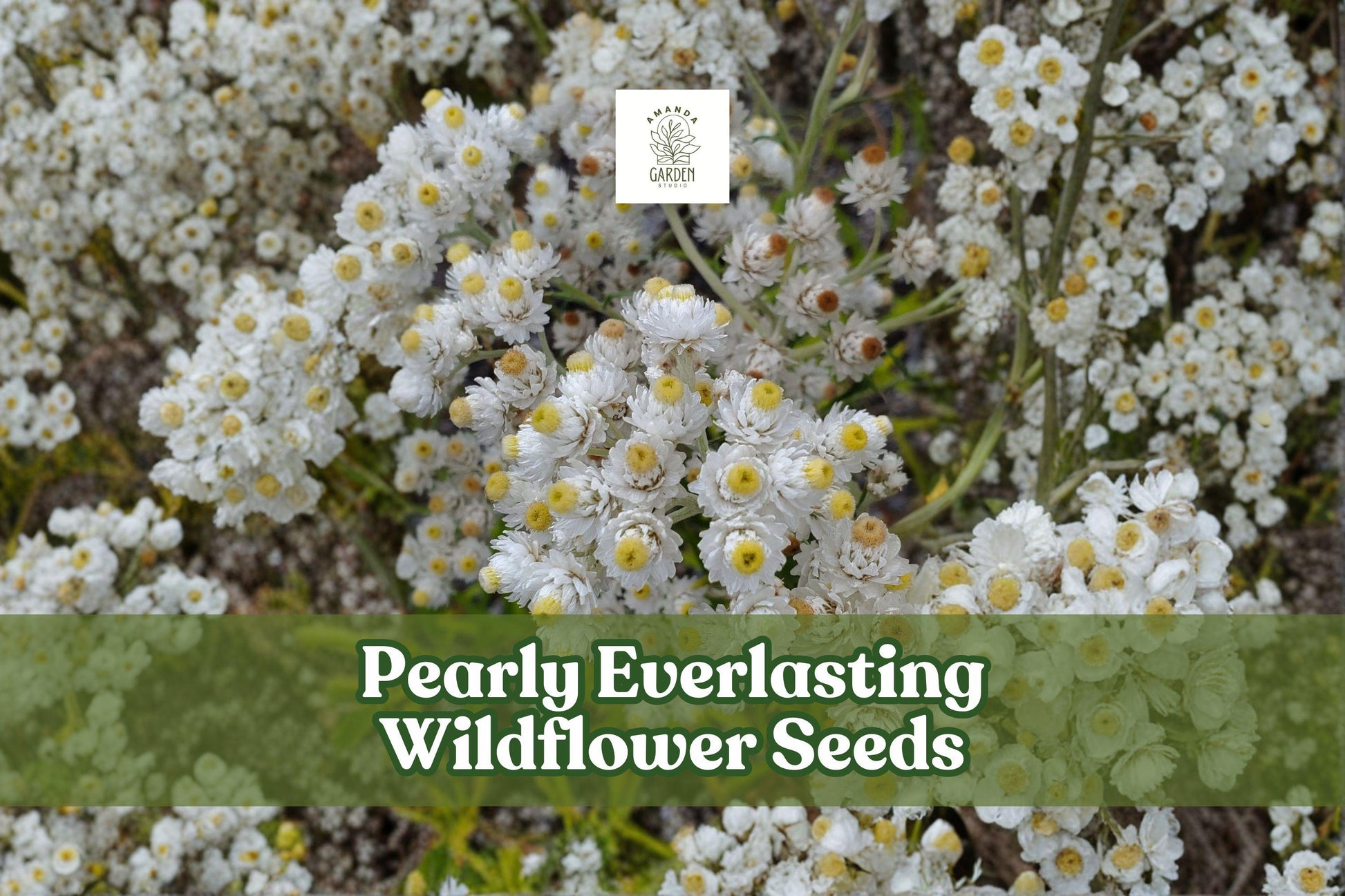 Pearly Everlasting Seeds - 40 Drought-Tolerant Perennial Wildflower Seeds, Anaphalis margaritacea, White Blooms for Pollinator Gardens