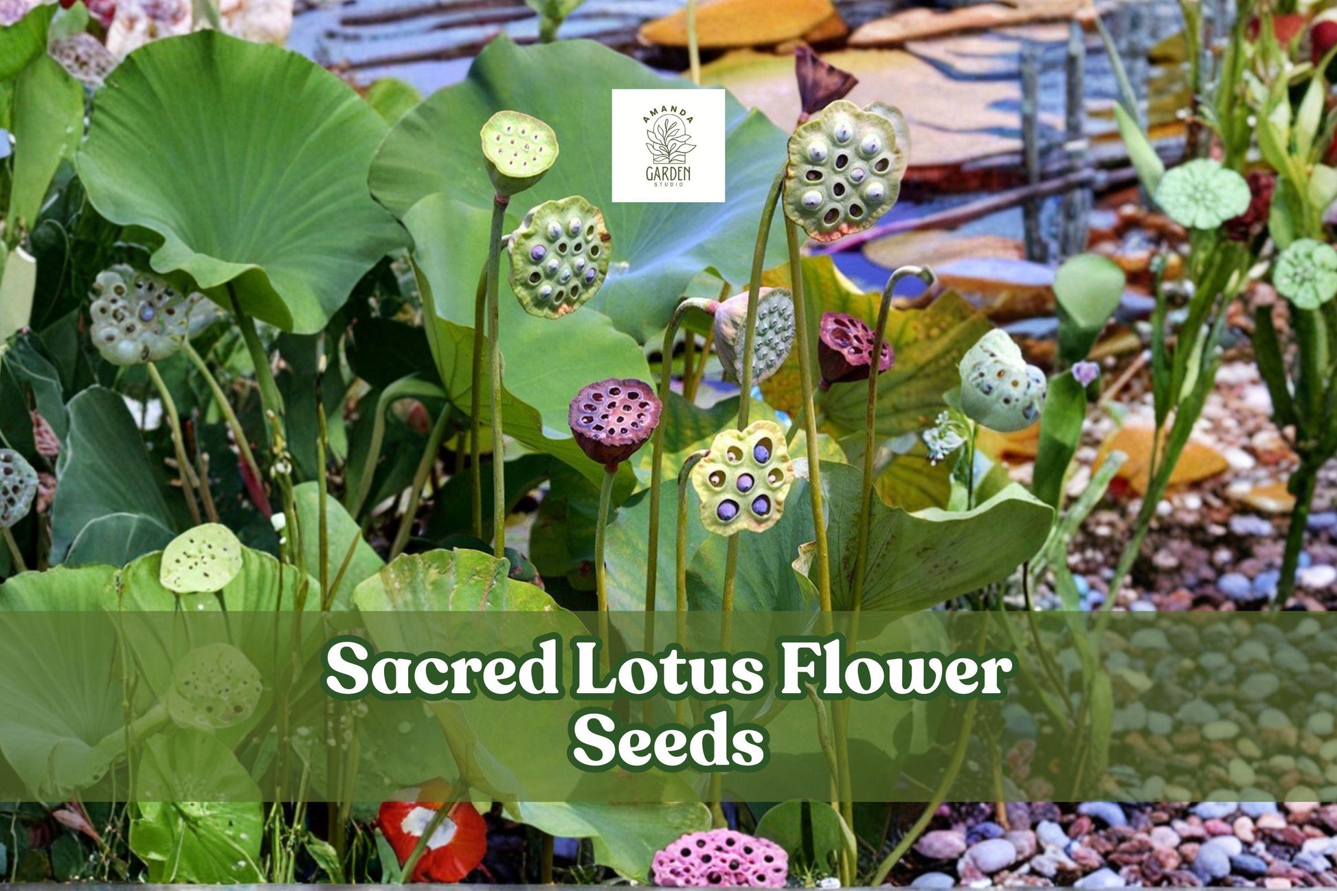 Sacred Lotus Seeds - 15 Dormant Seeds of Nelumbo nucifera - Pink-White Aquatic Flower for Ponds and Water Gardens