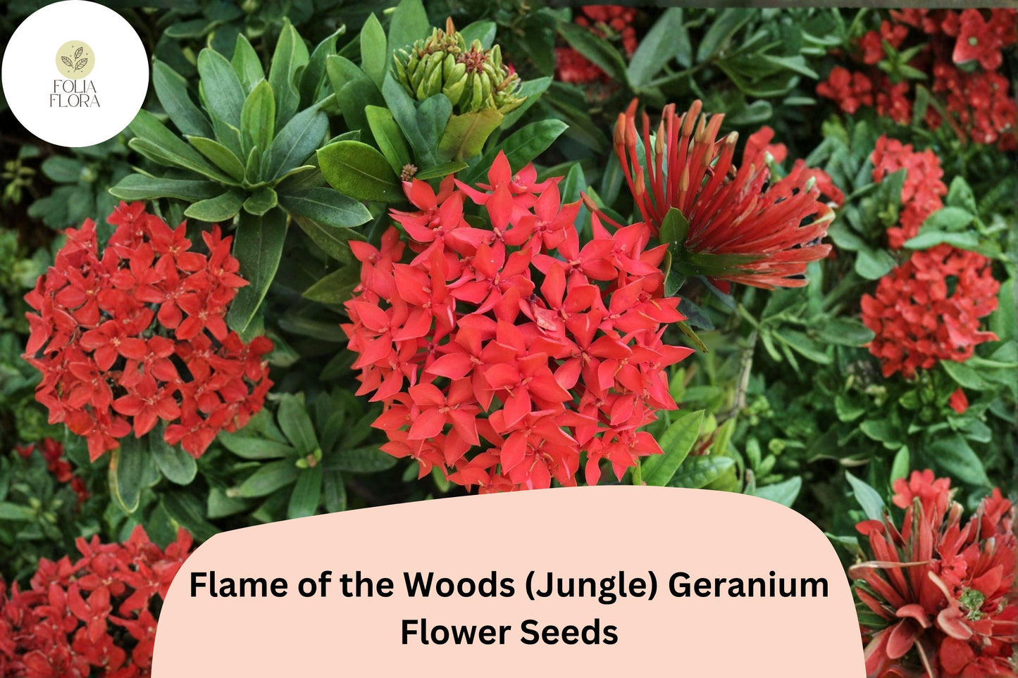 25+ Geranium Seeds | Red-Orange Flame of the Woods | Pelargonium × hortorum | Tropical Garden Flowers