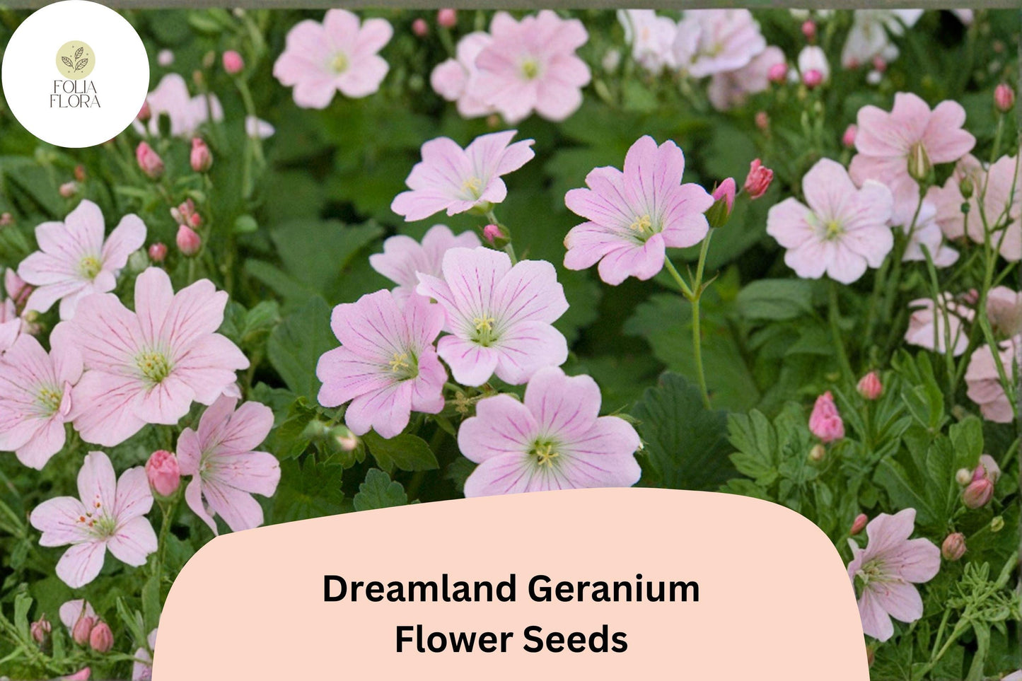 25+ Dreamland Geranium Seeds | Pink Hardy Perennial Cranesbill | Geranium ‘Dreamland’ | Ideal Ground Cover & Flower Beds