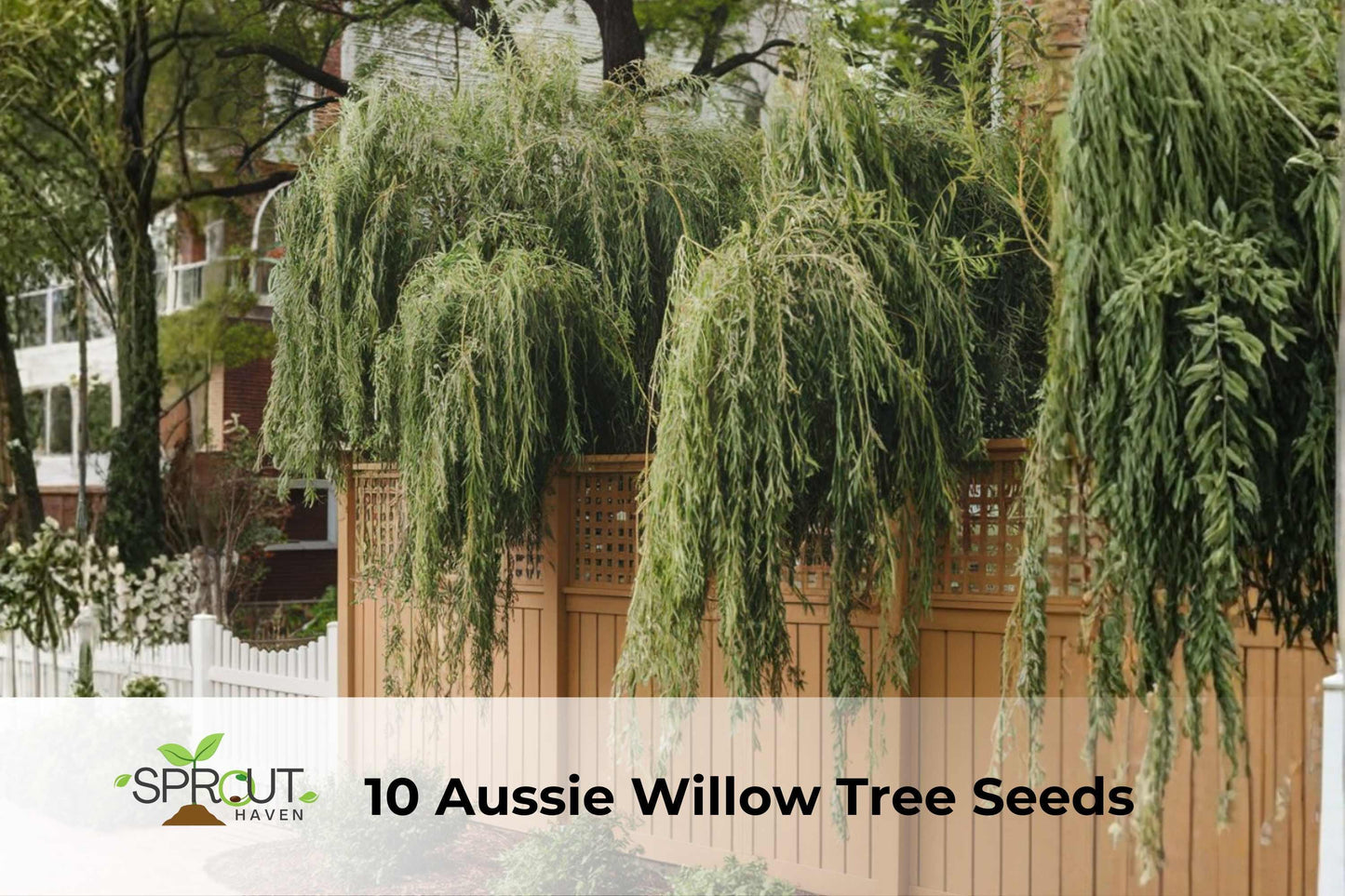 10 Aussie Willow Tree Seeds | Geijera parviflora | Fast-Growing Evergreen Privacy & Shade Tree | Drought-Tolerant Ornamental