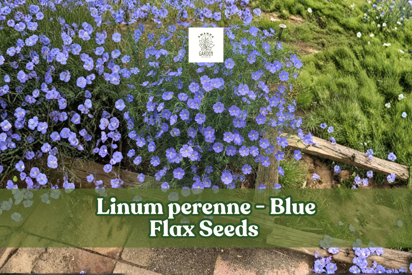 1000 Blue Flax Seeds | Linum Perenne | Perennial Wildflower | Easy to Grow | Drought-Tolerant | Pollinator-Friendly