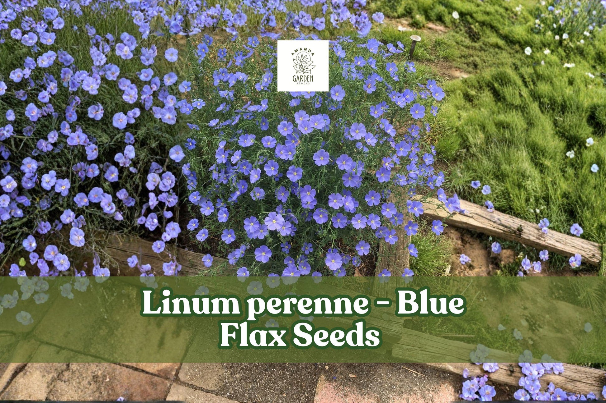 1000 Blue Flax Seeds | Linum Perenne | Perennial Wildflower | Easy to Grow | Drought-Tolerant | Pollinator-Friendly