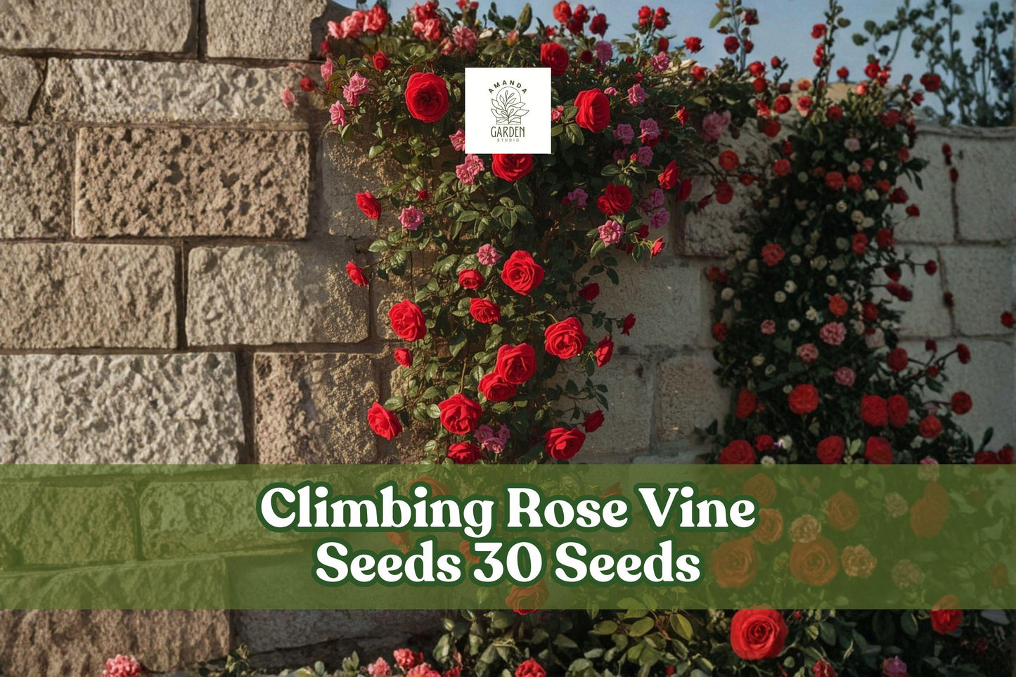 Climbing Rose Seeds (30+) | Colorful Garden Vine | Rosa spp. | Ideal for Fences, Arbors, Vertical Gardens