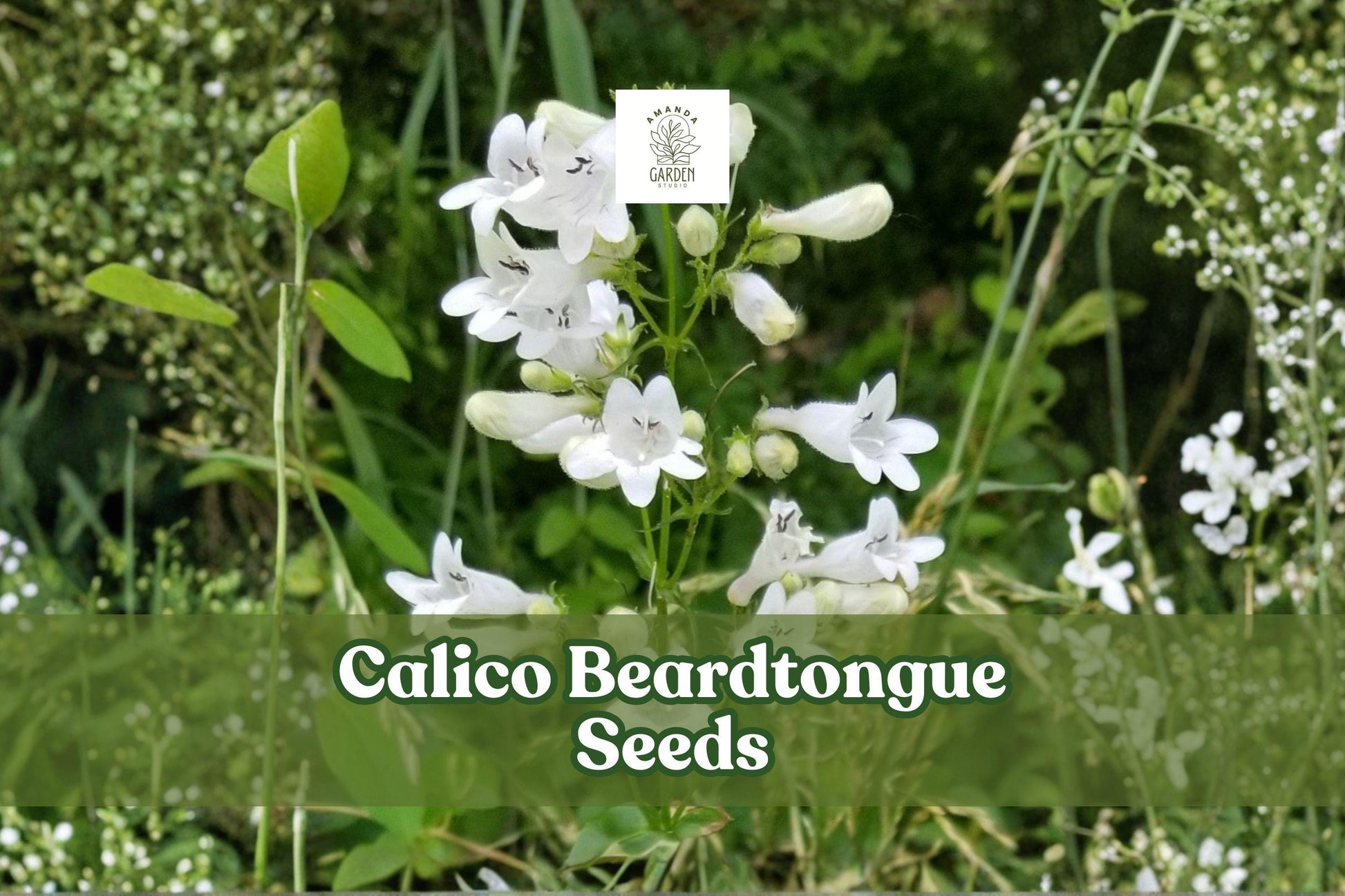 Calico Beardtongue Seeds | 50 Untreated Seeds | Native Wildflower | Penstemon calycosus | Pollinator-Friendly, Pink-Lavender Blooms