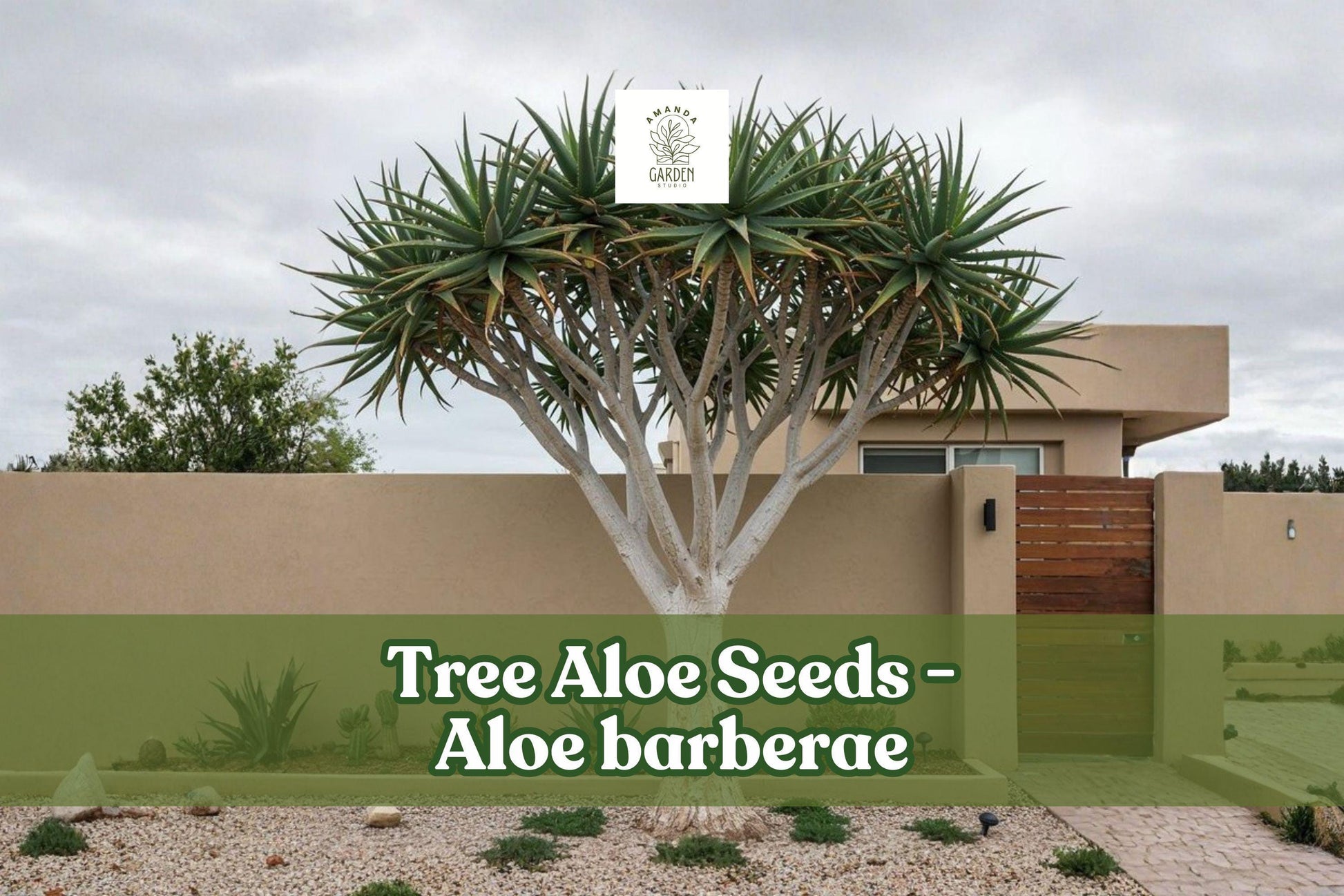 Tree Aloe Seeds (5) | Giant Succulent, Rare Aloe barberae | Drought-Tolerant, Architectural Plant for Xeriscapes