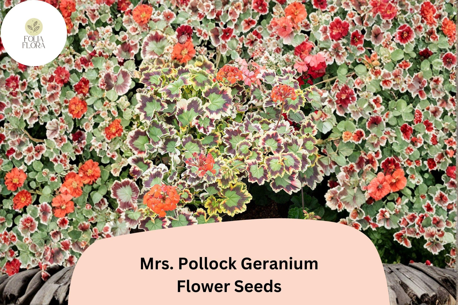 25+ Mrs. Pollock Geranium Seeds | Pelargonium hortorum | Variegated Foliage & Red Blooms | Easy to Grow Garden Plant