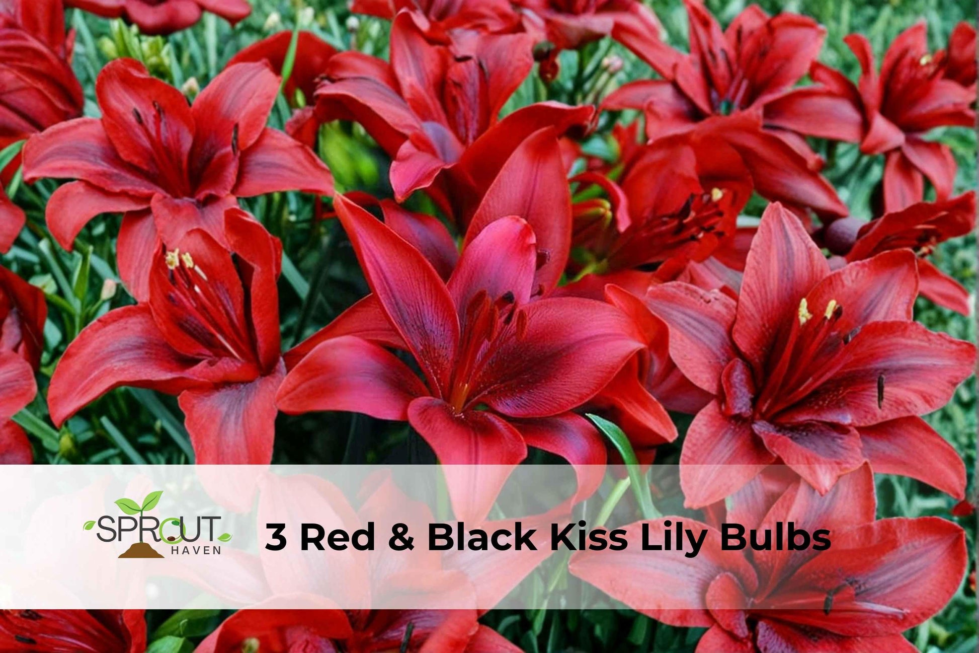 Red & Black Kiss Lily Bulbs - 3 Pack - Pollen-Free Asiatic Hybrid - Lilium hybrid - Hardy Perennial for Garden Borders & Containers