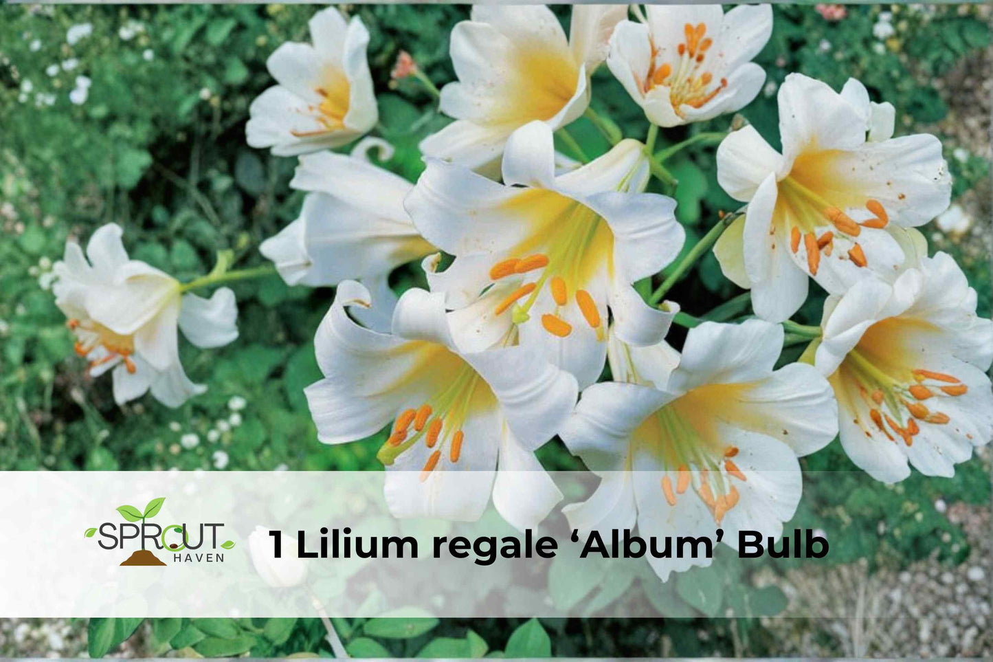 Lilium Regale 'Album' Bulb - White Trumpet Lily, Fragrant Perennial, Hardy Ornamental Flower, Lilium regale