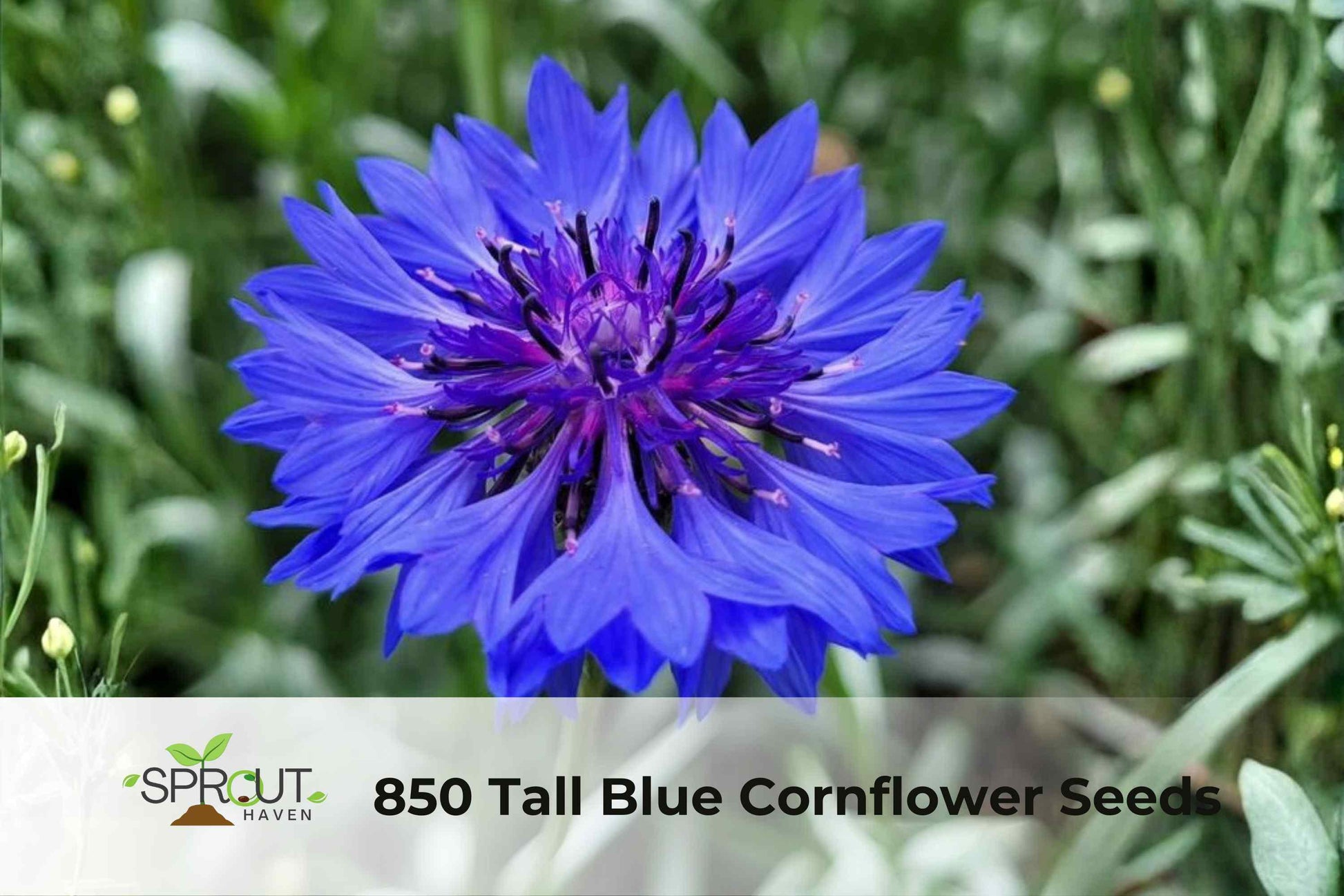 850 Blue Cornflower Seeds - Bachelor Button Wildflower - Centaurea cyanus - Easy to Grow, Attracts Pollinators, Vibrant Blooms
