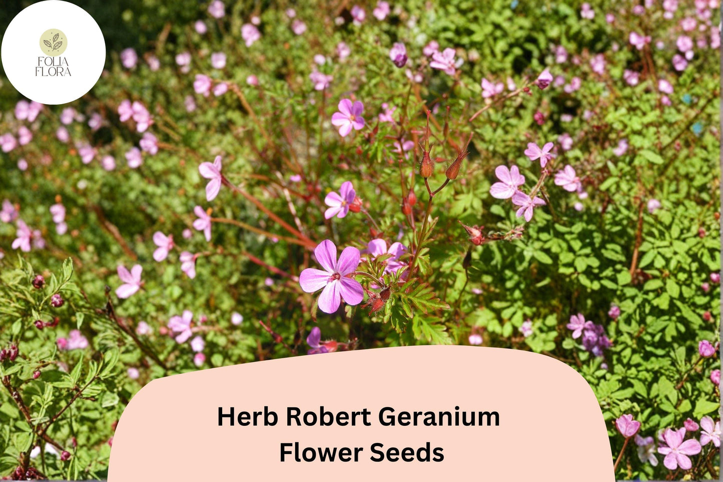 Herb Robert Geranium Seeds - 25+ Pink Flower Seeds - Hardy Perennial - Geranium robertianum - Pollinator Friendly