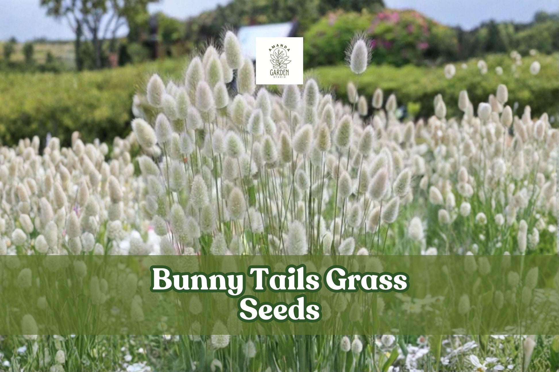 Bunny Tails Grass Seeds - 30 Fresh Seeds Lagurus Ovatus - Cream Fluffy Plumes for Garden, Pots, Dried Flowers