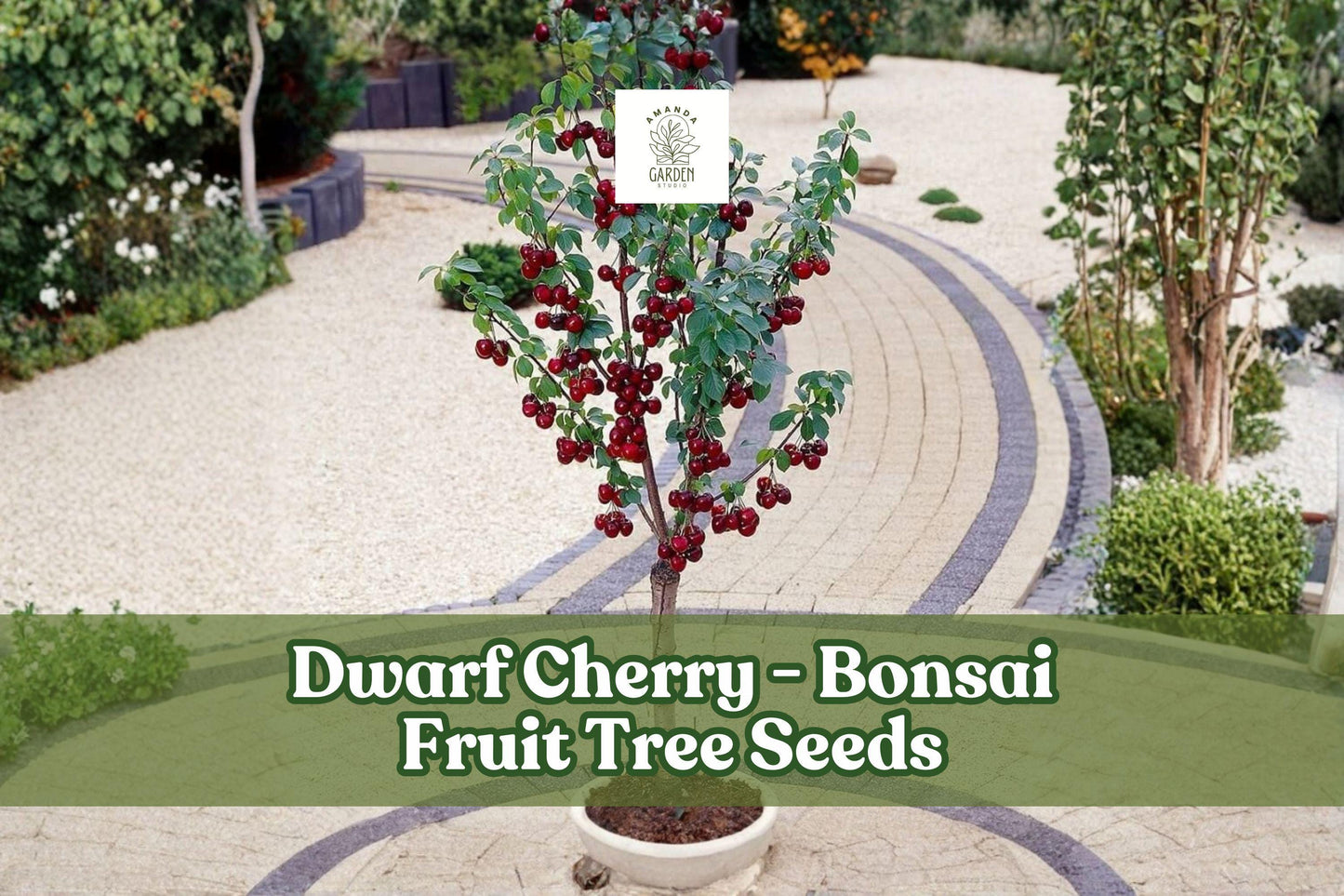 Dwarf Cherry Tree Seeds - 25 Pack Prunus Avium - Easy Grow Bonsai - Pink-White Flowers - Indoor/Outdoor Fruit Tree