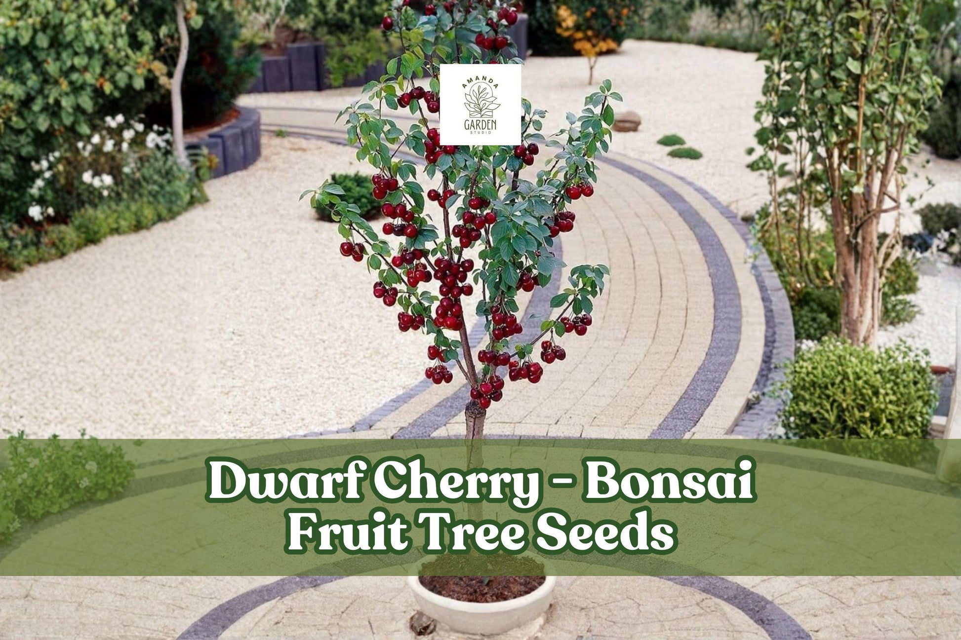 Dwarf Cherry Tree Seeds - 25 Pack Prunus Avium - Easy Grow Bonsai - Pink-White Flowers - Indoor/Outdoor Fruit Tree