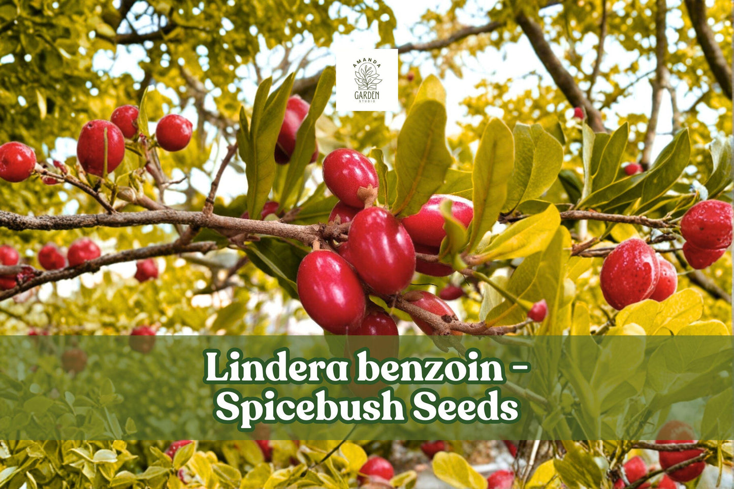 10 Spicebush Seeds - Lindera benzoin - Fragrant Native Shrub for Wildlife Gardens - Yellow Flowers, Red Berries