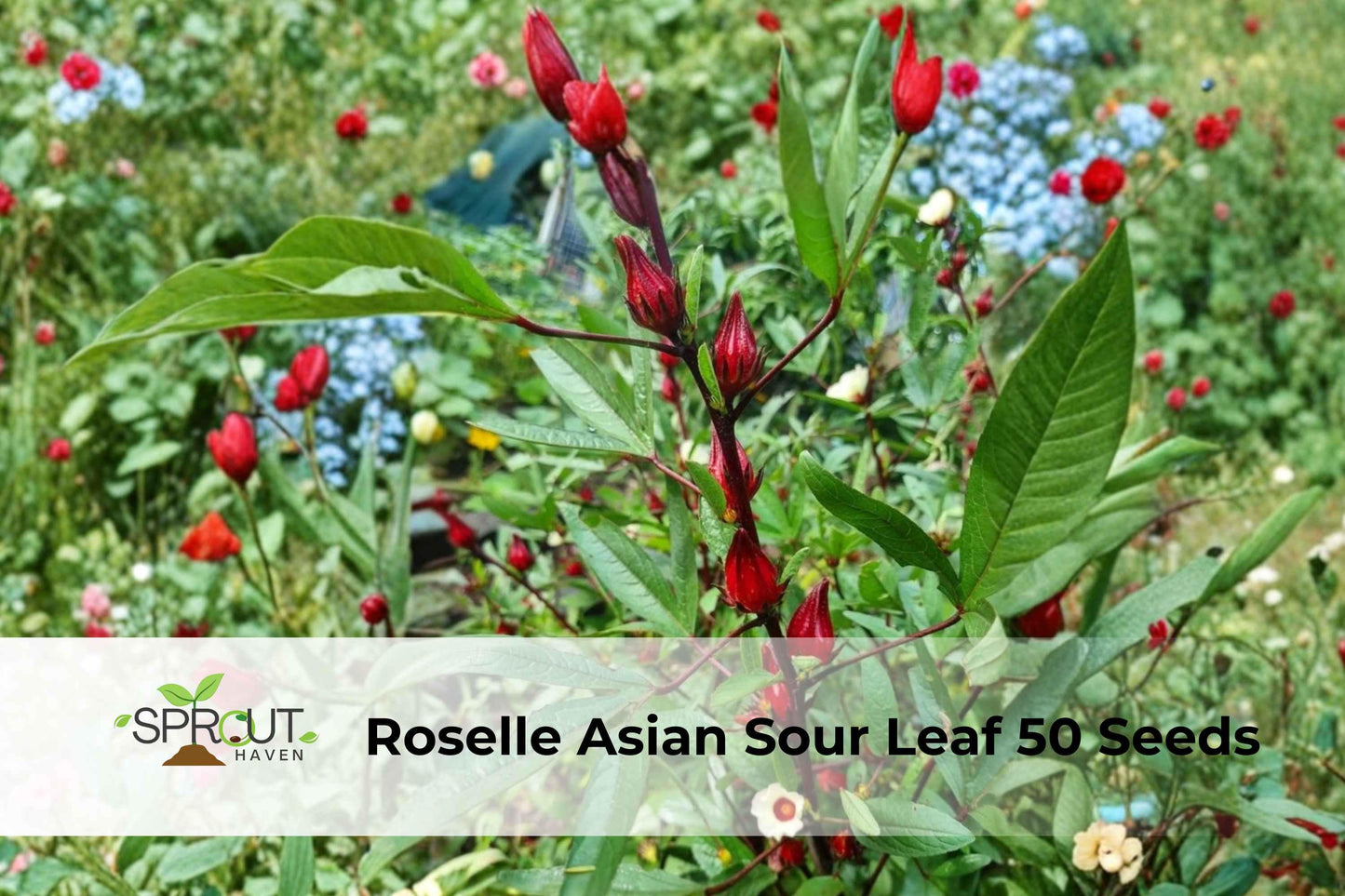Roselle Seeds - 50+ Hibiscus sabdariffa - Edible Leaves & Red Calyces - Asian Sour Leaf, Jamaican Sorrel