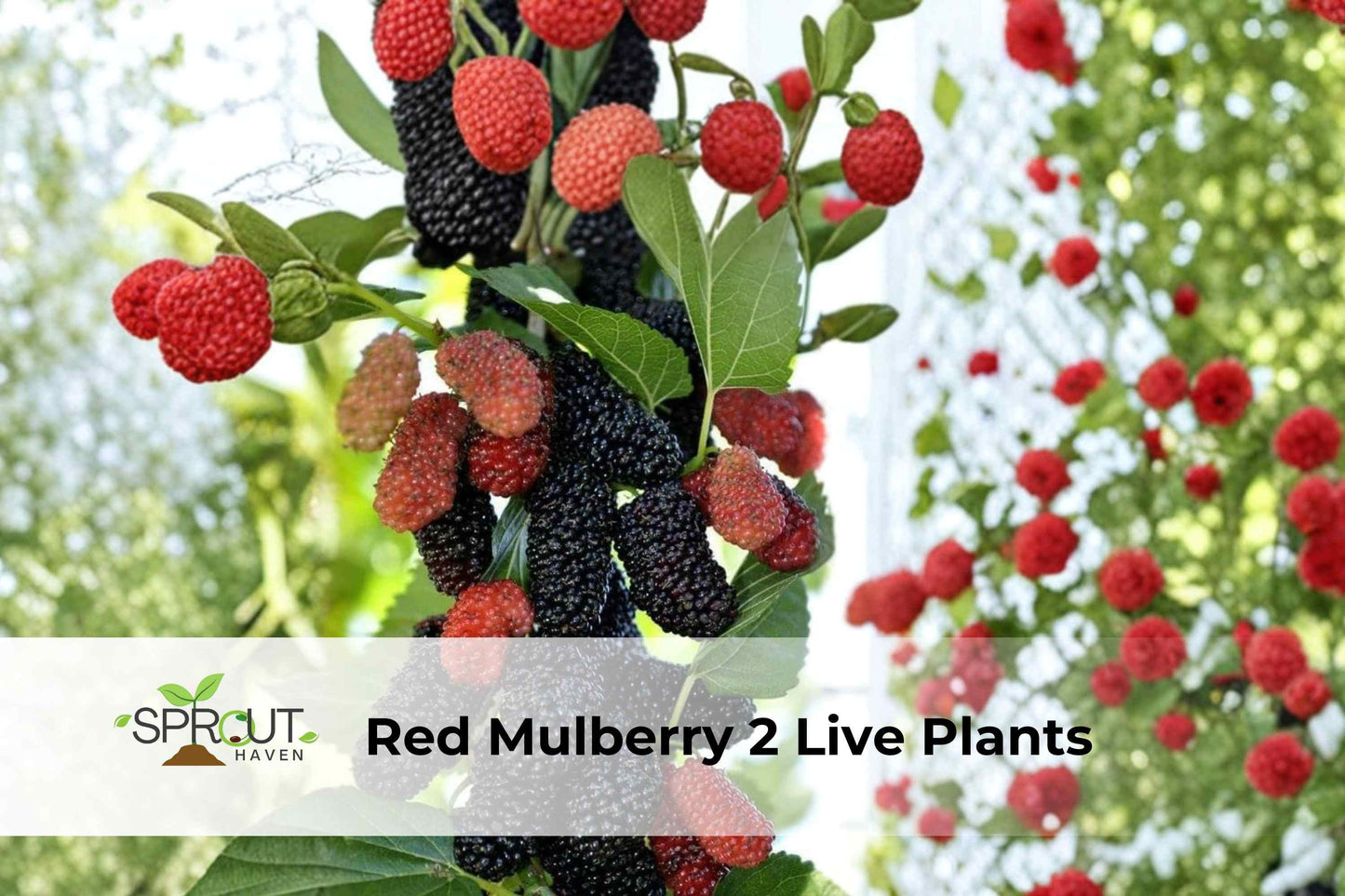 Red Mulberry Tree Saplings Set of 2 | Morus rubra | Hardy Edible Fruit Trees | 16-24" Tall | Perfect for Gardens and Wildlife