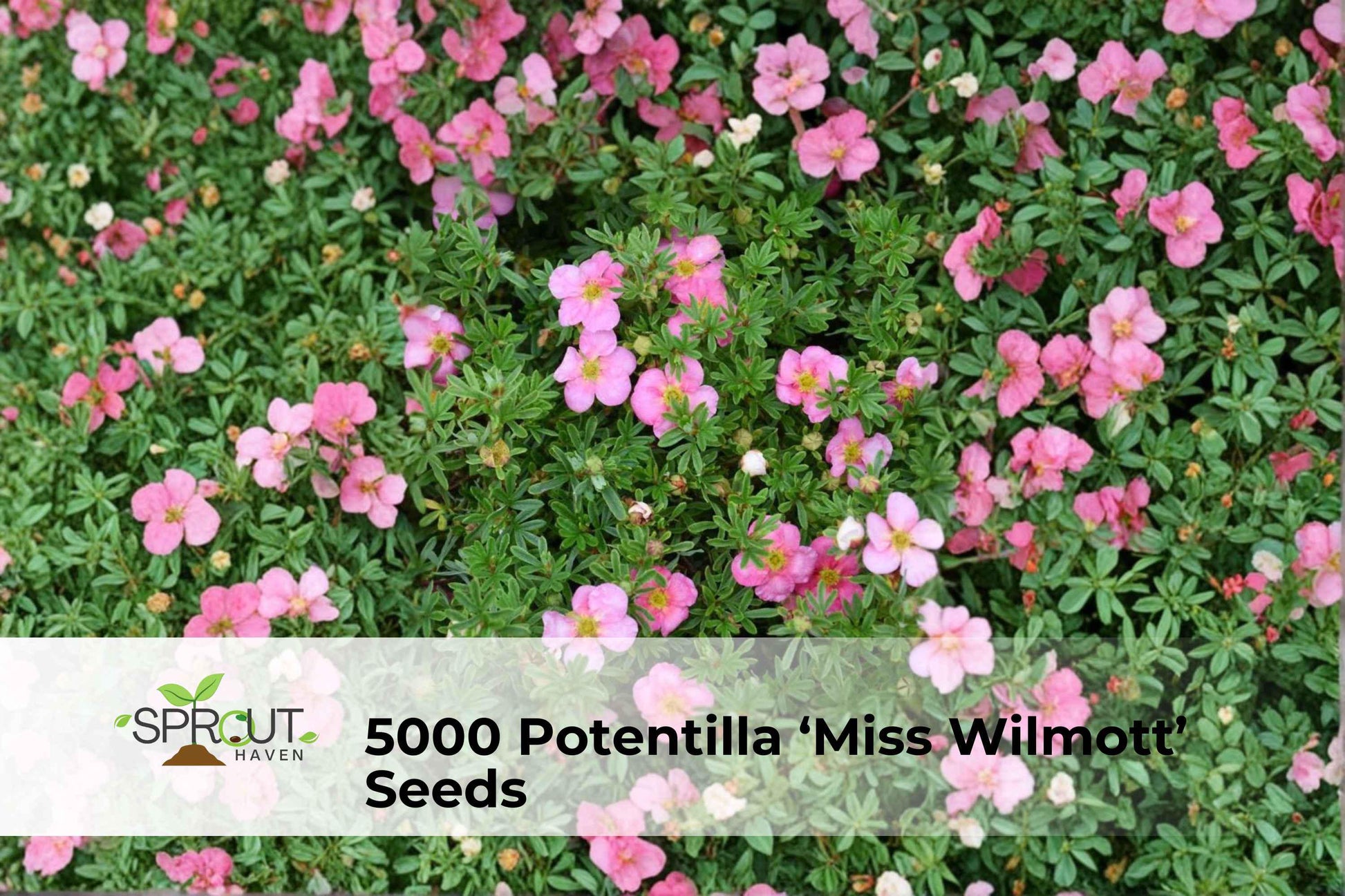 5000 Potentilla 'Miss Wilmott' Seeds | Hardy Perennial Cinquefoil | Pink Blooms | Potentilla nepalensis