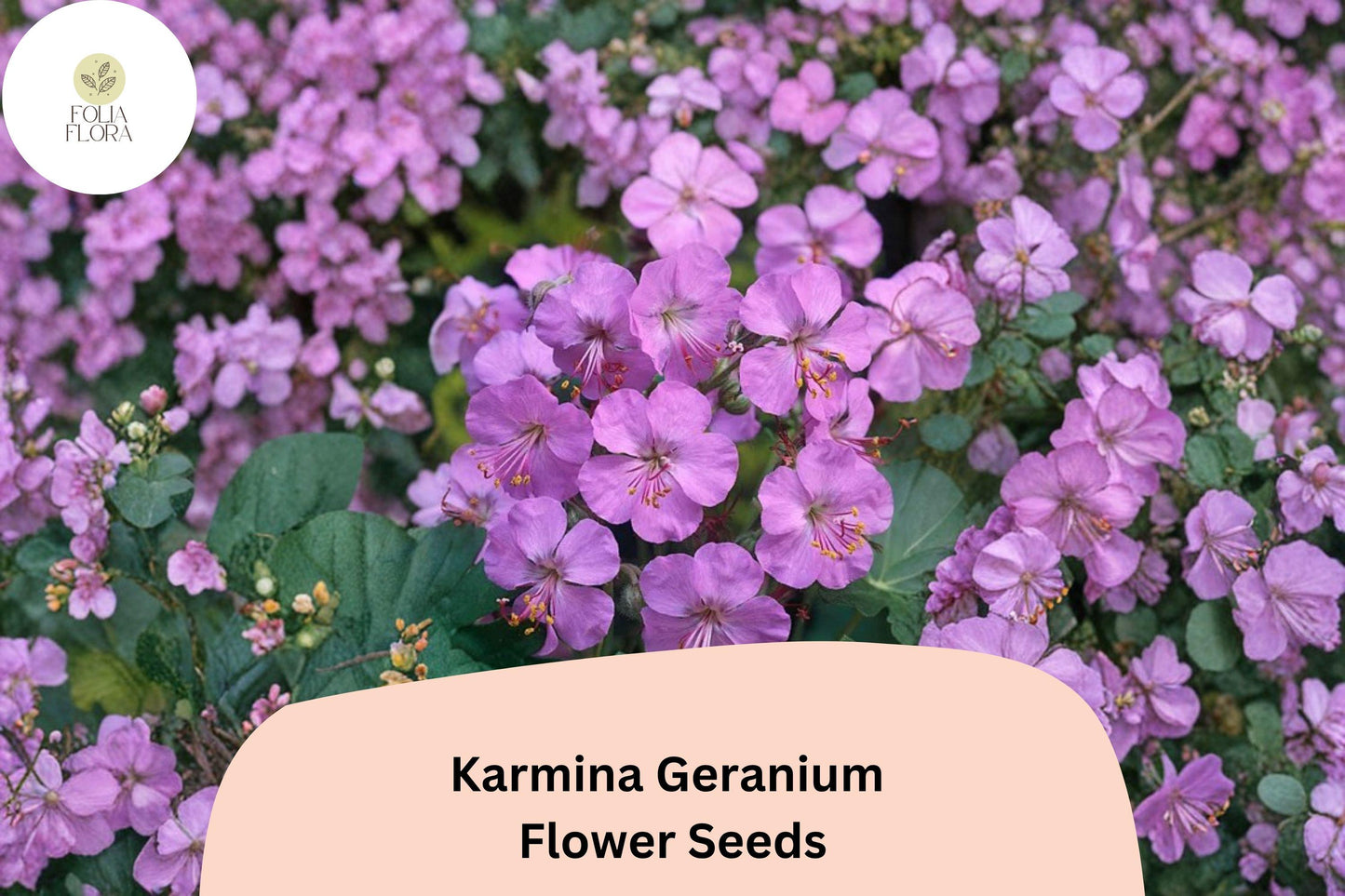25+ Karmina Geranium Seeds - Pink Flowers, Hardy Perennial, Geranium sanguineum 'Karmina' - Perfect for Garden Planting