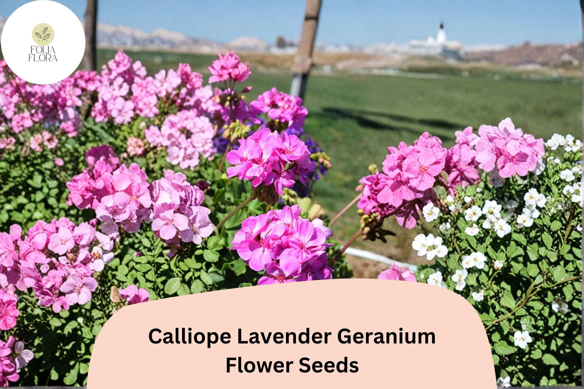 Calliope Lavender Geranium Seeds - 25+ Premium Pelargonium × hortorum - Trailing Ivy Hybrid for Baskets & Borders - Lavender Purple