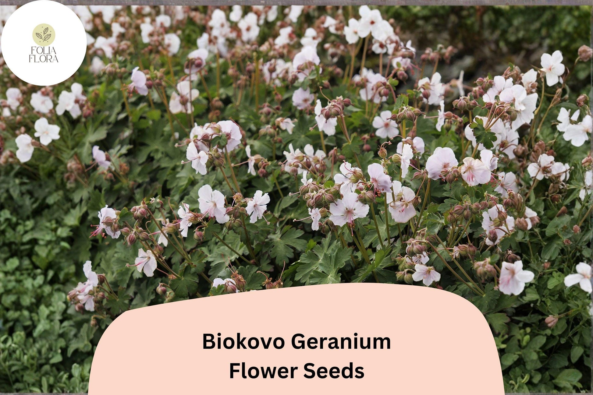 Biokovo White Geranium Seeds 25+ Hardy Perennial Pelargonium × hortorum Easy Grow for Garden Beds & Containers
