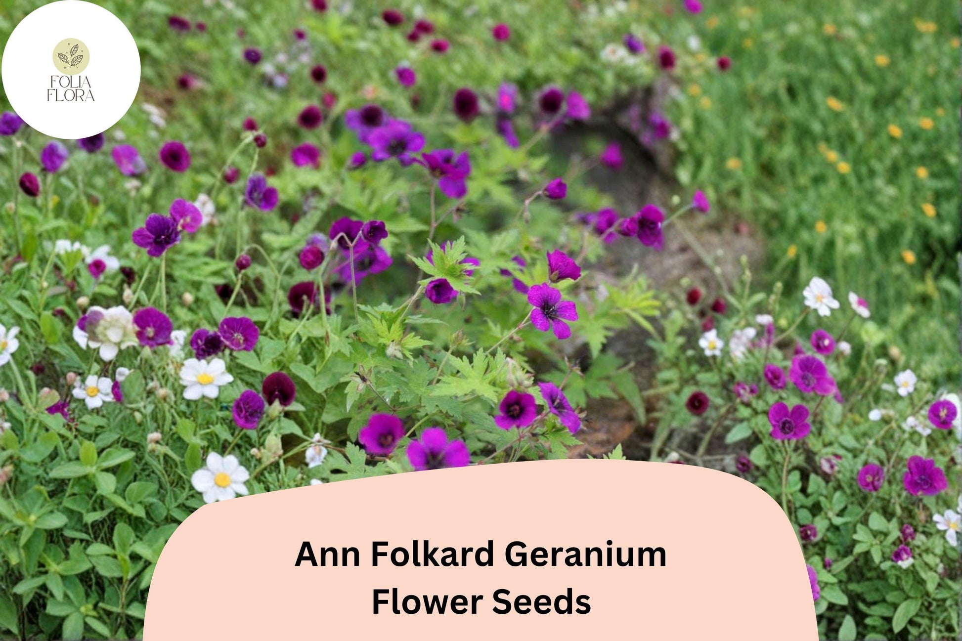 25+ Ann Folkard Geranium Seeds | Hardy Perennial Magenta Cranesbill | Geranium ‘Ann Folkard’ | Pollinator-Friendly Garden Flower