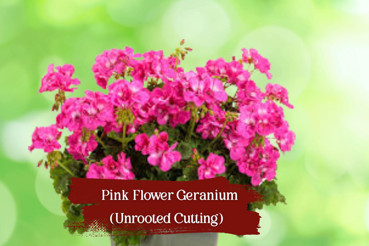 Pink Geranium Cuttings - 10 Unrooted Hardy Cuttings - Pelargonium × hortorum - Fragrant, Drought-Tolerant, Easy to Grow