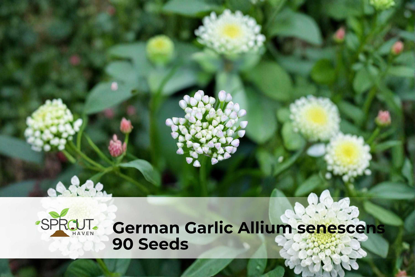 German Garlic Seeds - 90+ Ornamental Onion (Allium senescens) with Pink-Lavender Blooms for Pollinator Gardens and Borders