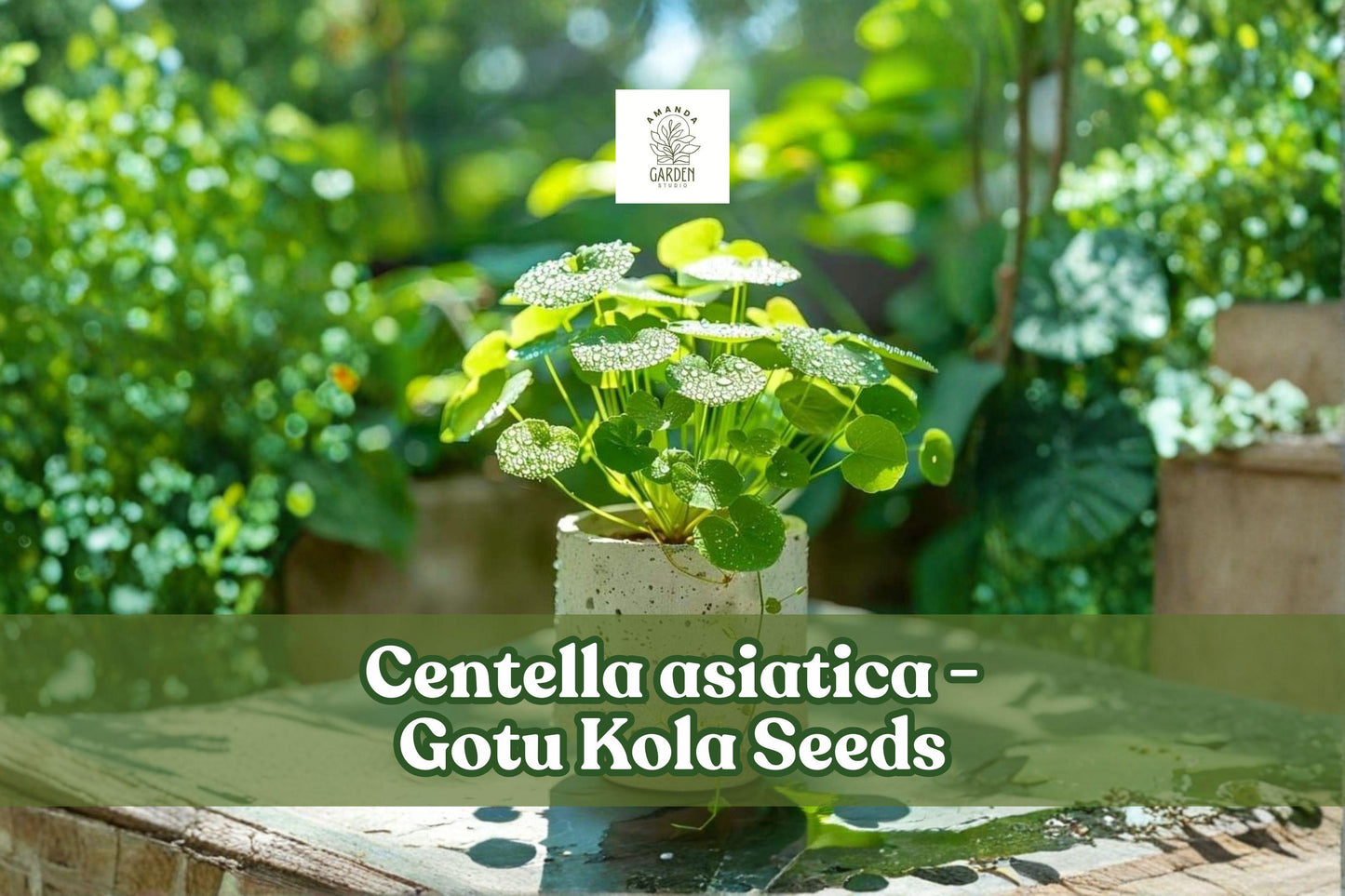 Gotu Kola Seeds - 50 Count | Centella asiatica | Tropical Groundcover Herb | Lush Green Foliage for Gardens & Containers