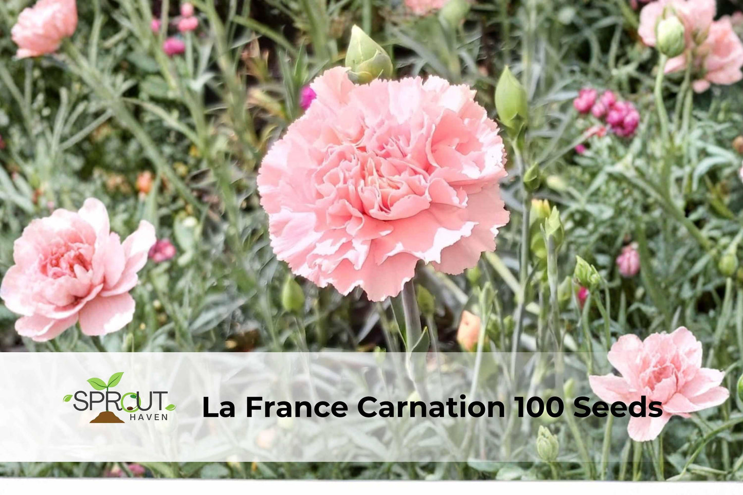 100 Seeds La France Carnation Pink Double Blooms Non-GMO Dianthus caryophyllus Hardy Ornamental Flower for Cutting Gardens