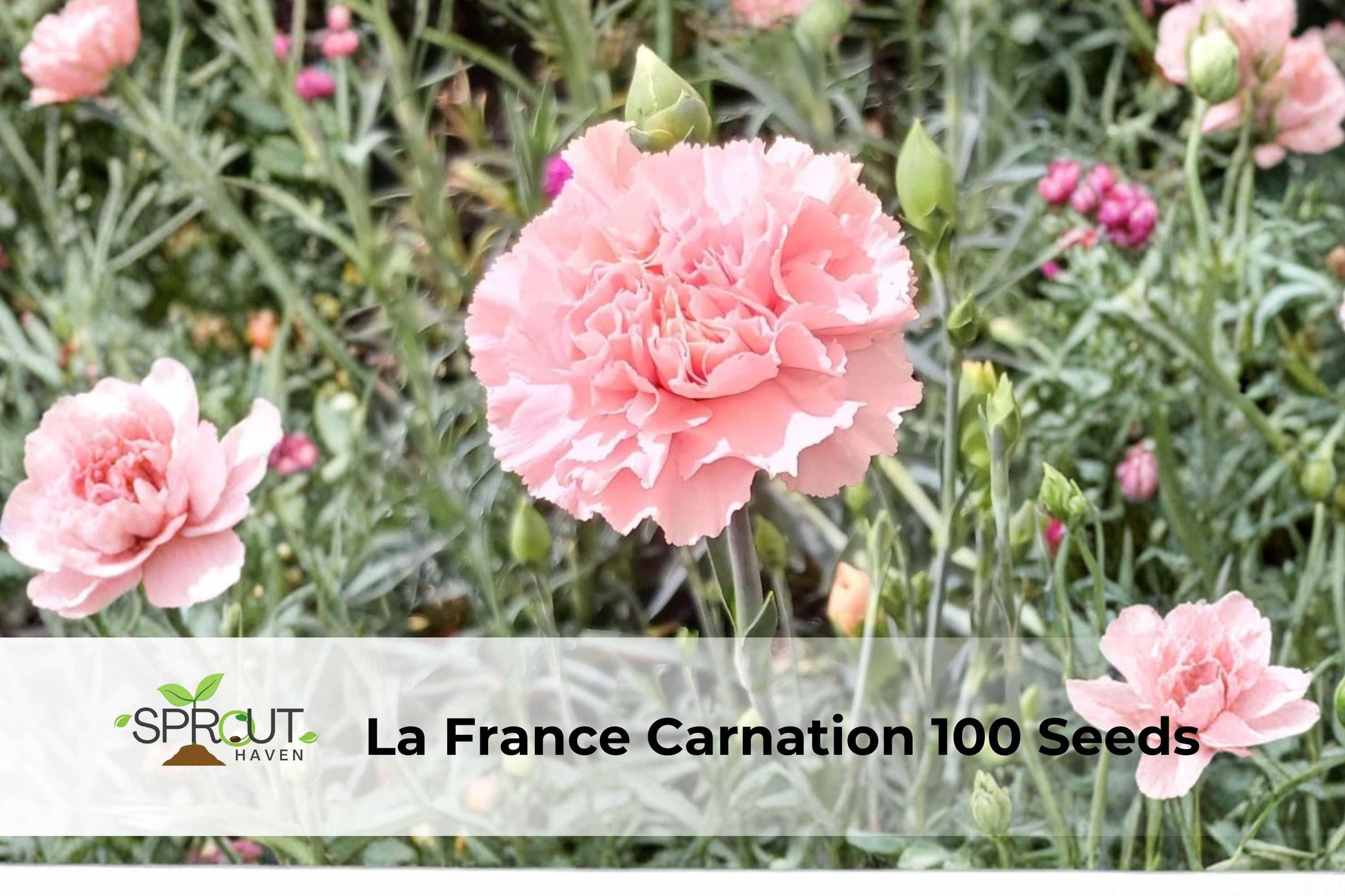100 Seeds La France Carnation Pink Double Blooms Non-GMO Dianthus caryophyllus Hardy Ornamental Flower for Cutting Gardens