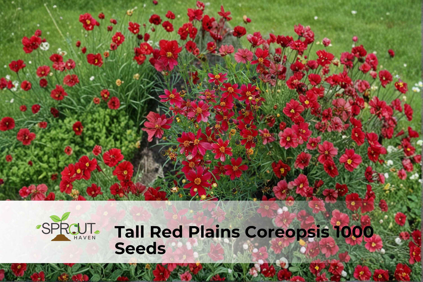 Tall Red Plains Coreopsis Seeds | 1000 Non-GMO Wildflower Seeds | Coreopsis tinctoria | Vibrant Red & Yellow Blooms