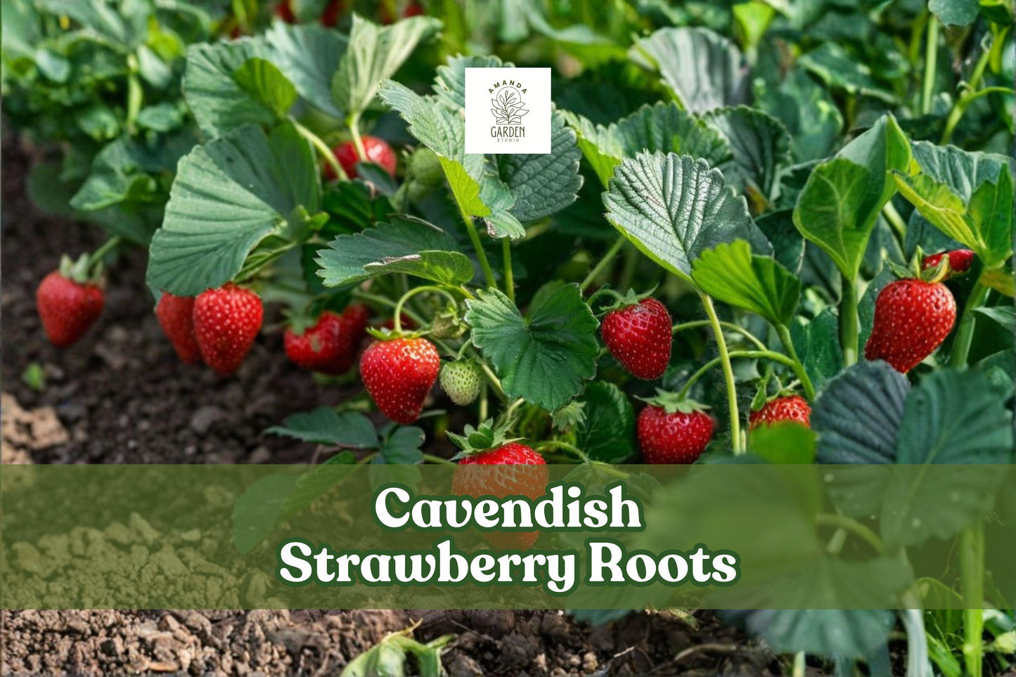 5 Live Cavendish Strawberry Roots, Pesticide-Free, Sweet & High-Yielding (Fragaria × ananassa) for Garden or Containers
