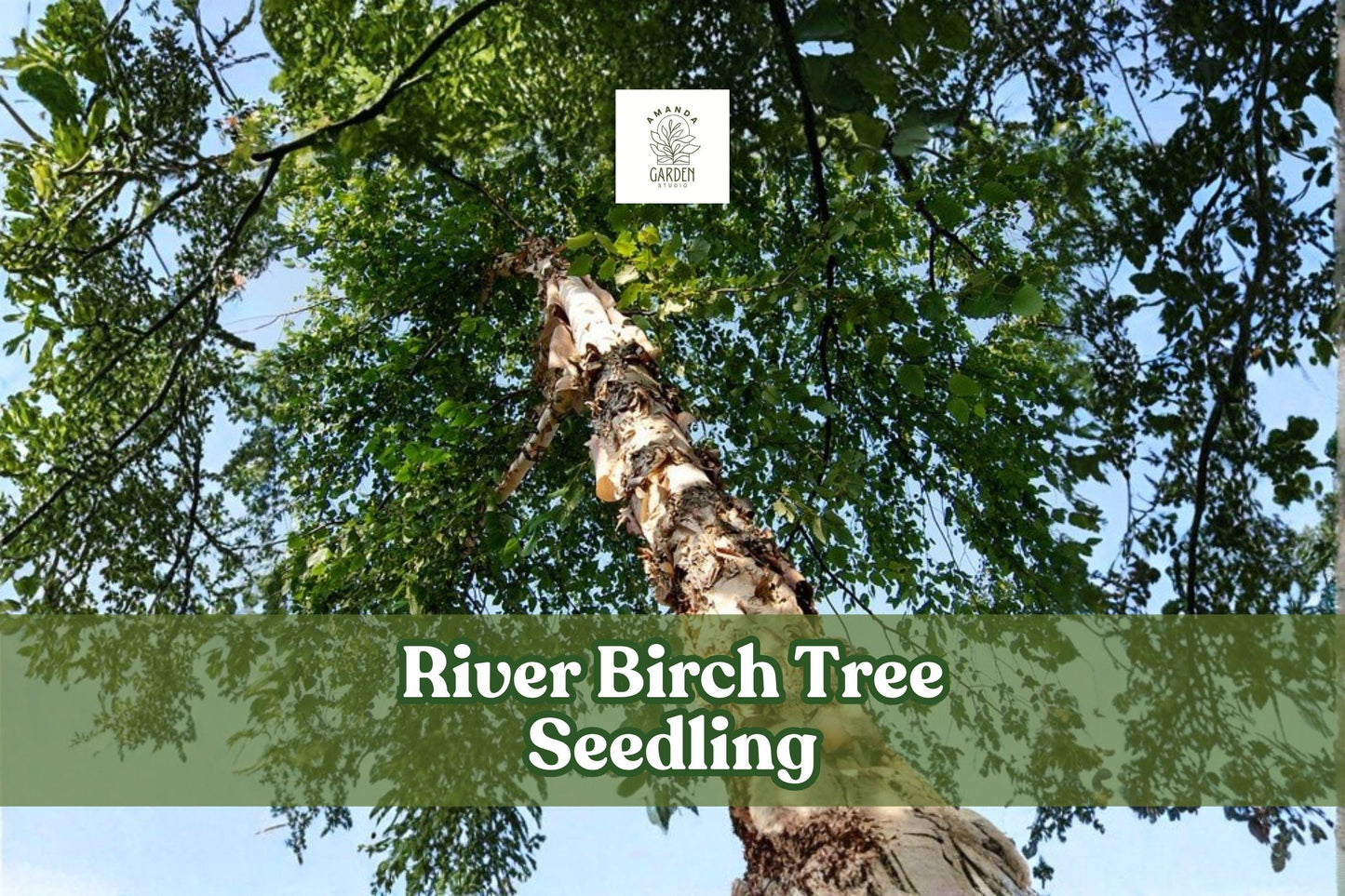 River Birch Seedling | 1-Year-Old Live Tree | Fast Growing Ornamental Shade Tree | Betula nigra